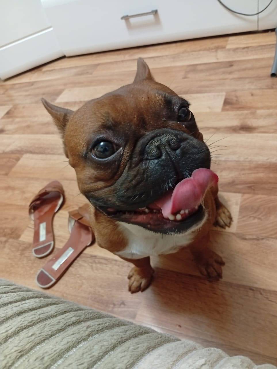 Пропала собака француз. Кличка...