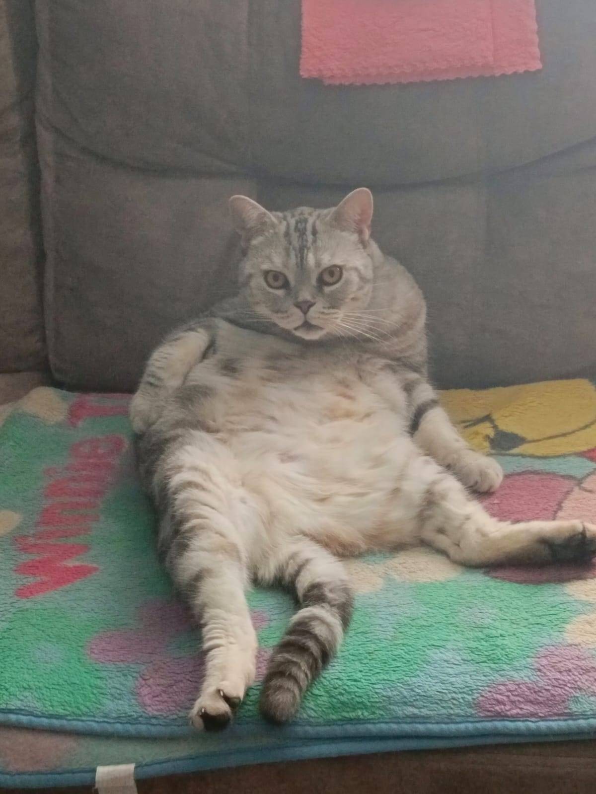 Пропал кот, зовут Кузя, вернит...