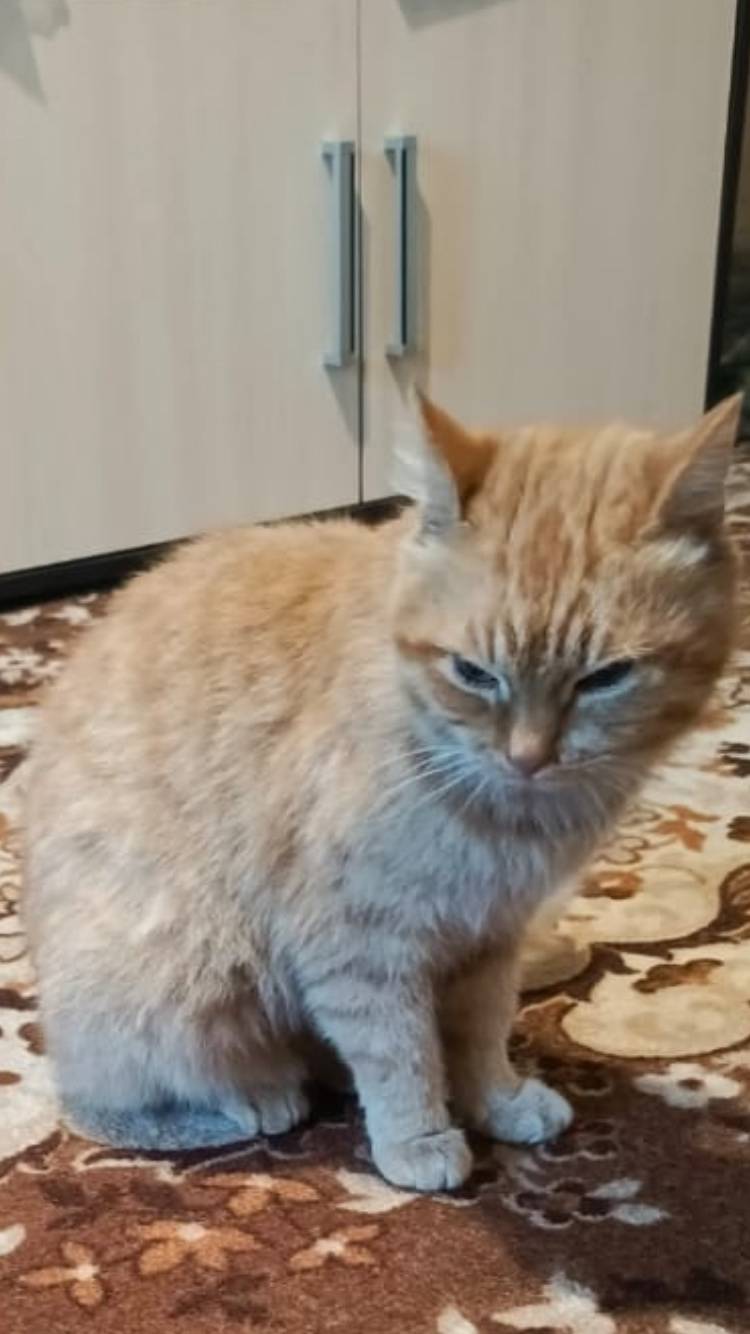 Найдена кошка. Чья- то ? 79212...