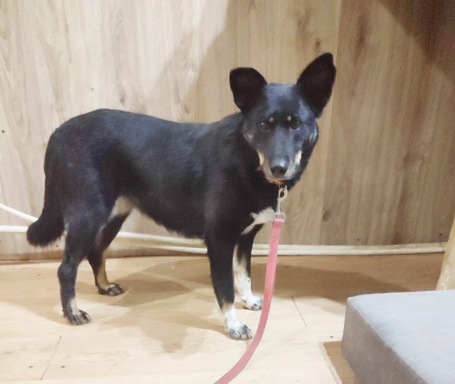 🆘🚨Розыск!🚨🆘 Пропала собака, су...