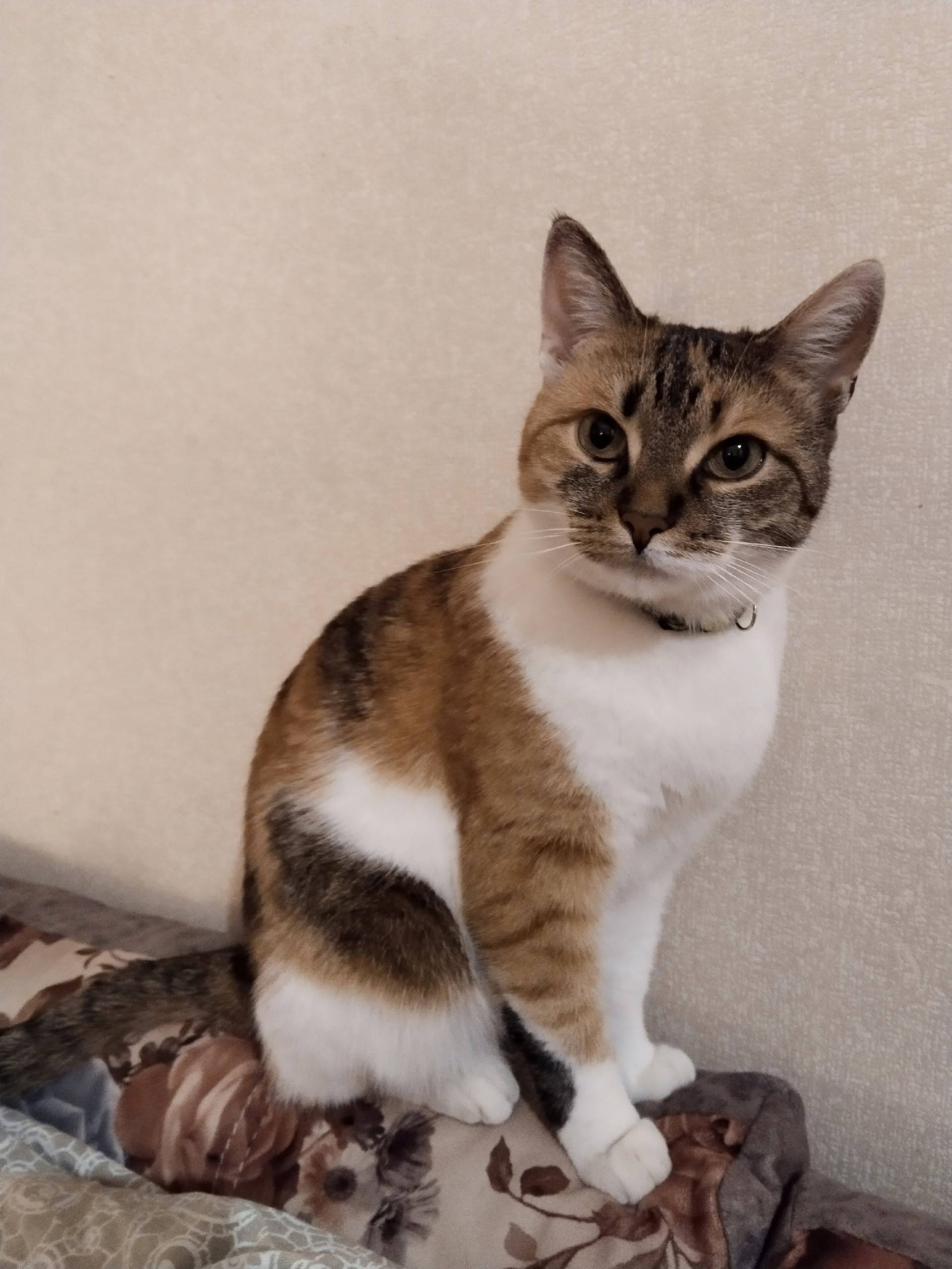 Потерялась кошка, кличка Марус...