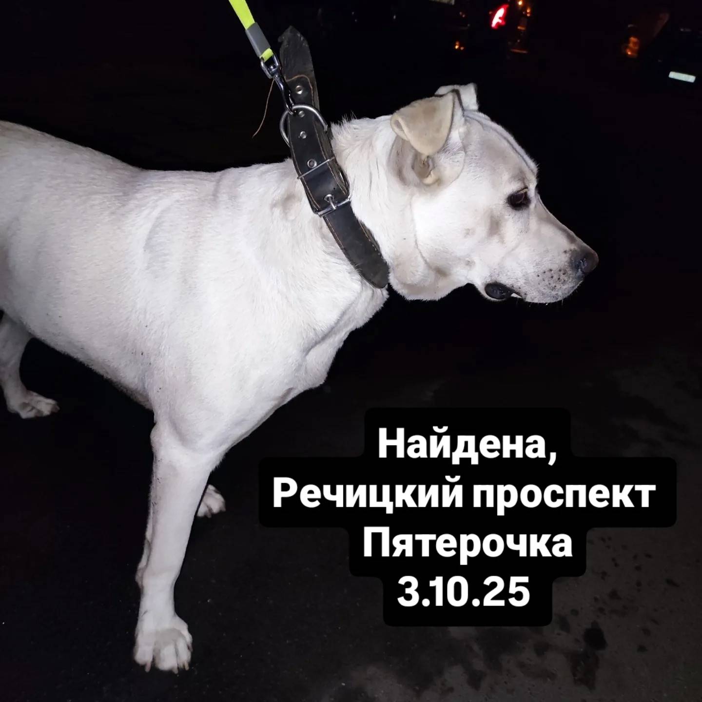 Сегодня вечером найдена собака...