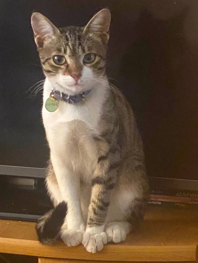 Помогите найти кота 🙏 За возна...