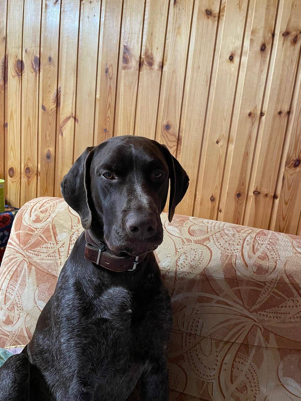 Пропала собака Кличка рокки По...