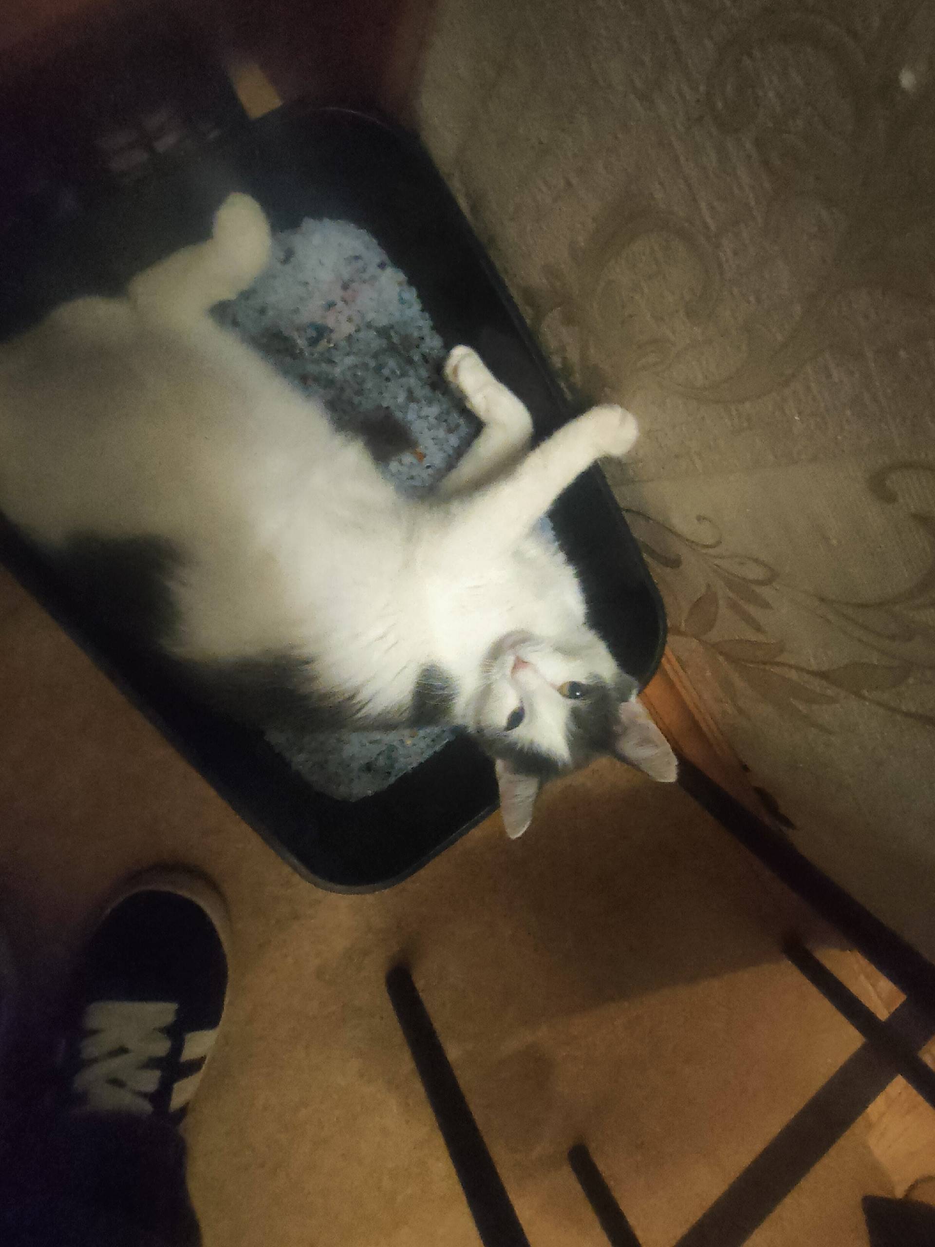 На улице Островского 9 найдена...