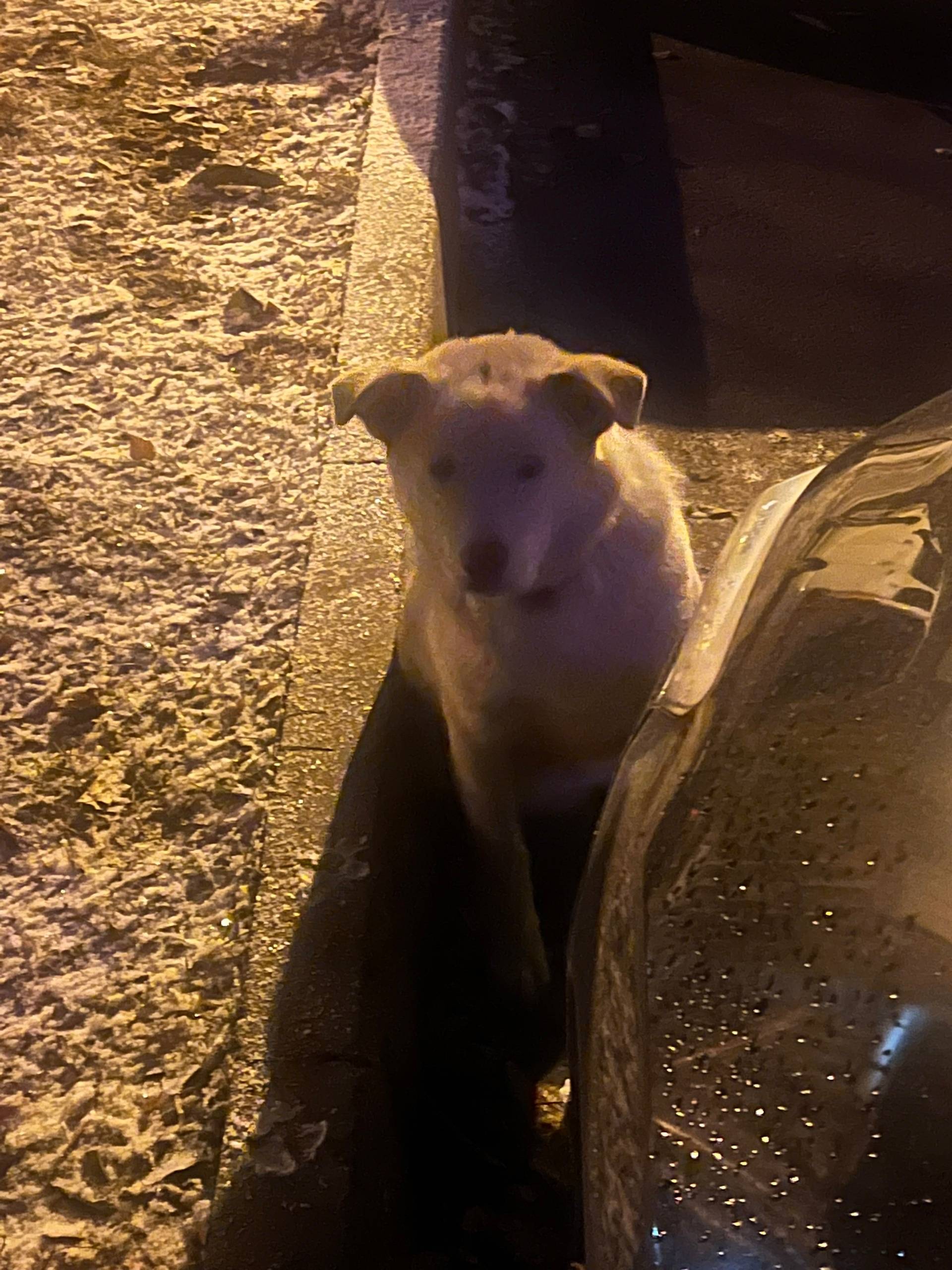 Бегает пес в районе улицы розы...