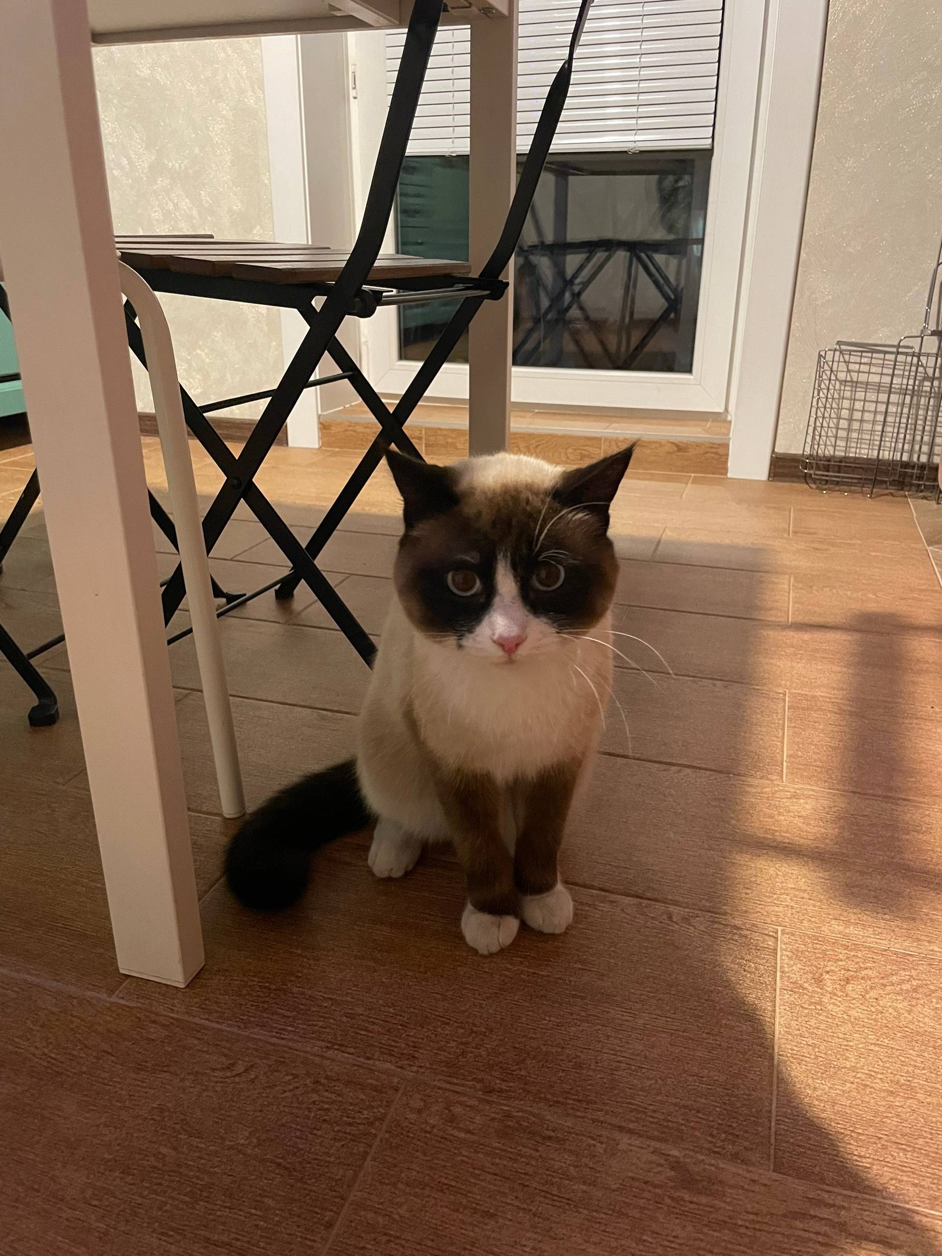 Найден молодой кот (сиамский?)...