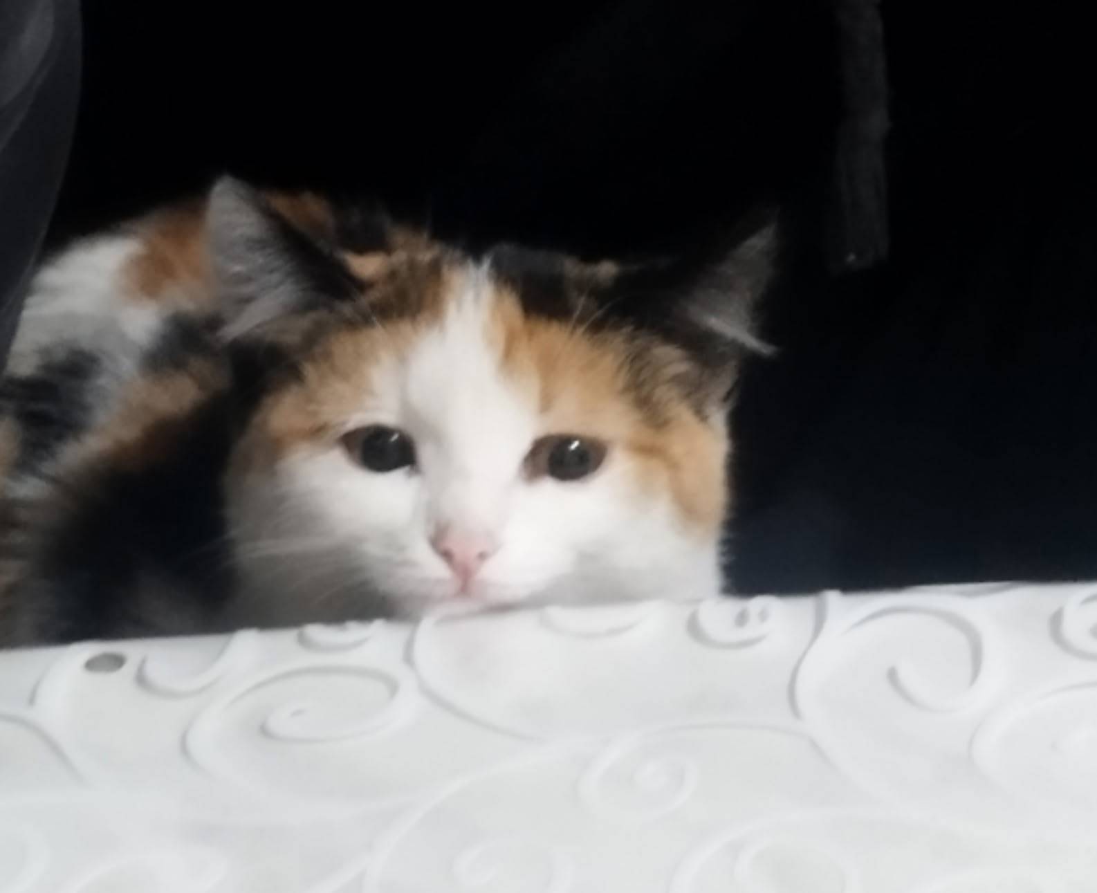 Пропала кошка, трёхцветная(бел...