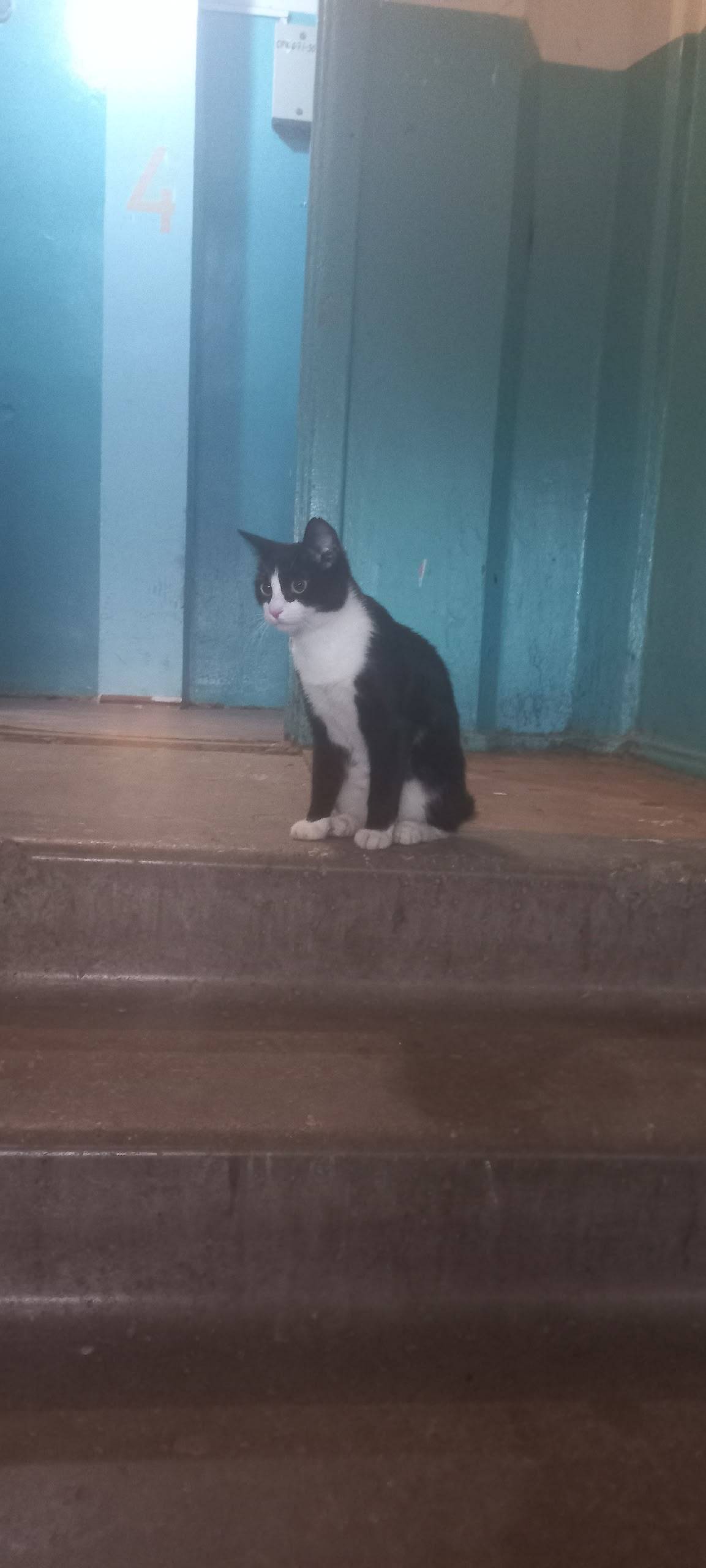 ‼️‼️‼️Нашла кошку, нужна перед...