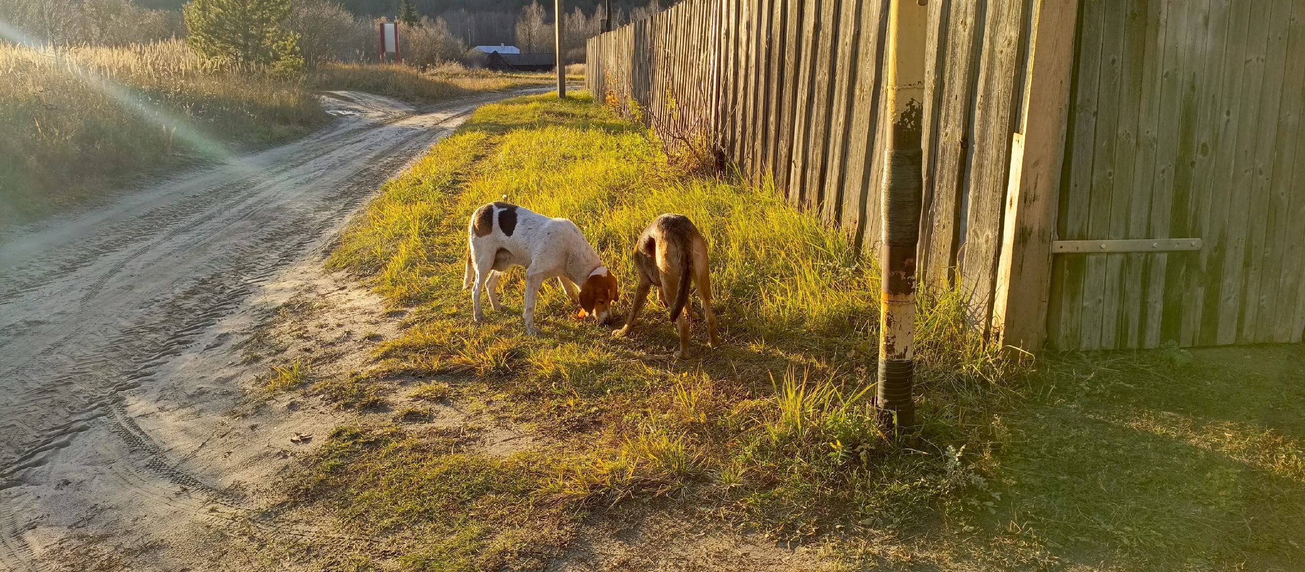 Охотники! Кто потерял собак? Б...