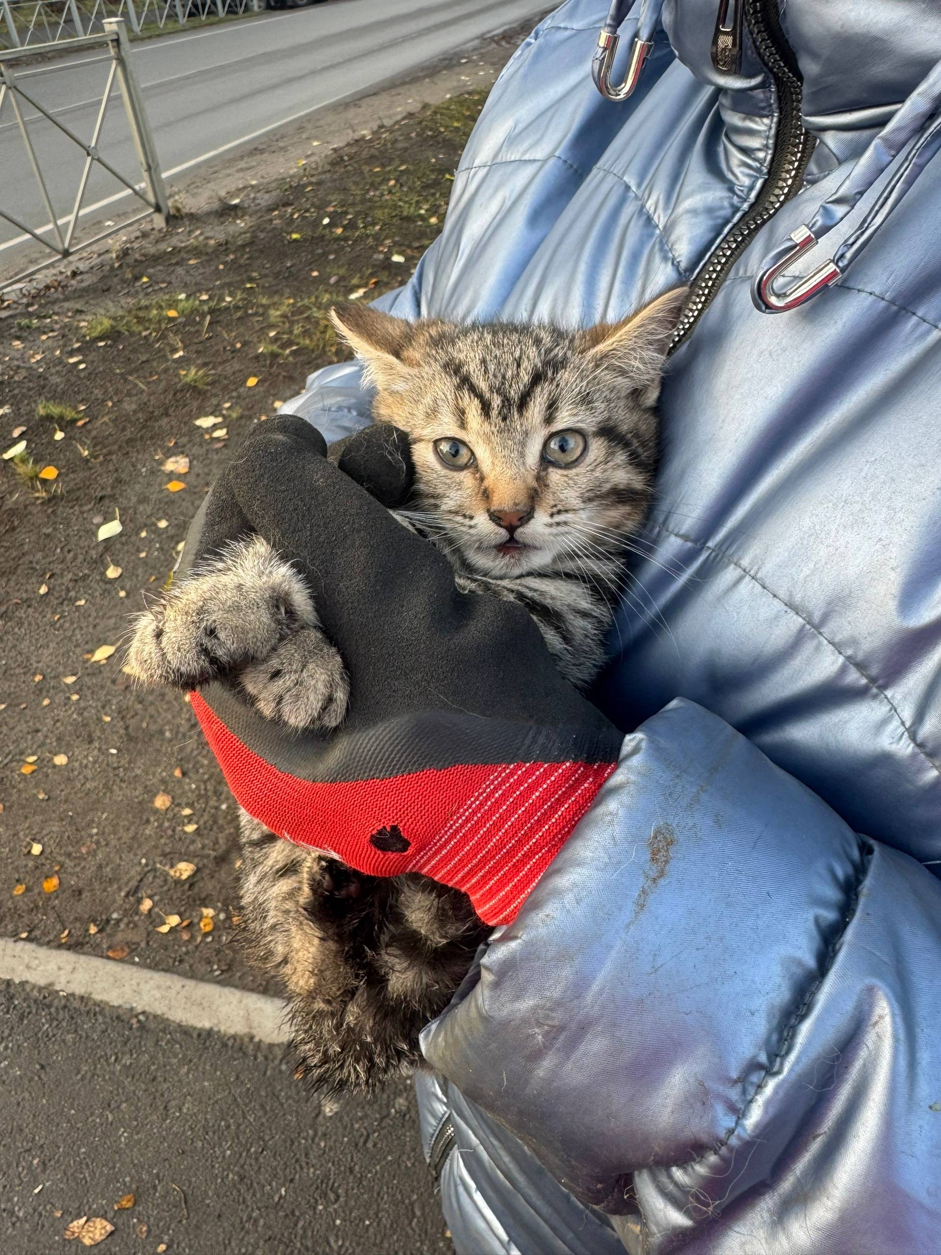 Найден котенок . Примерно 3 ме...