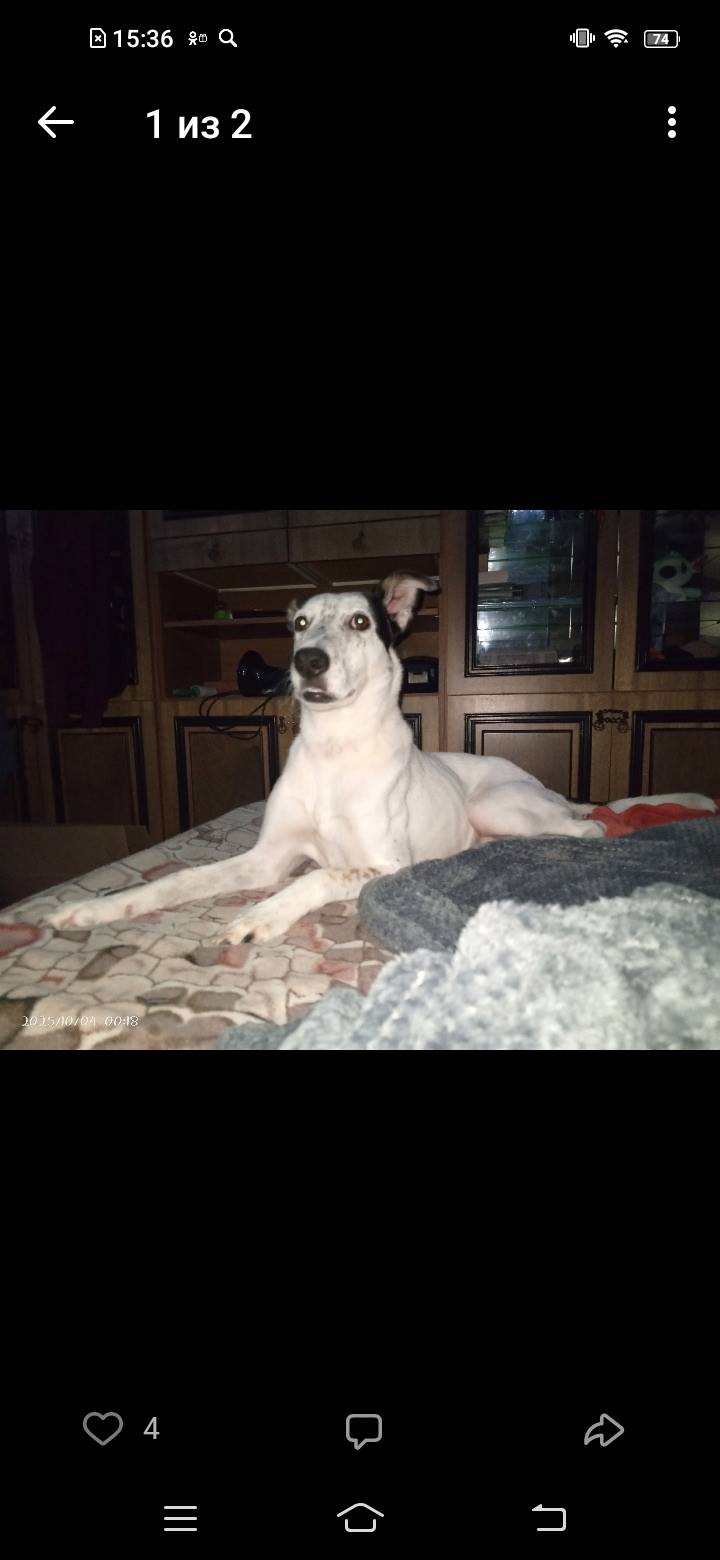 Помогите найти собаку.убежала ...