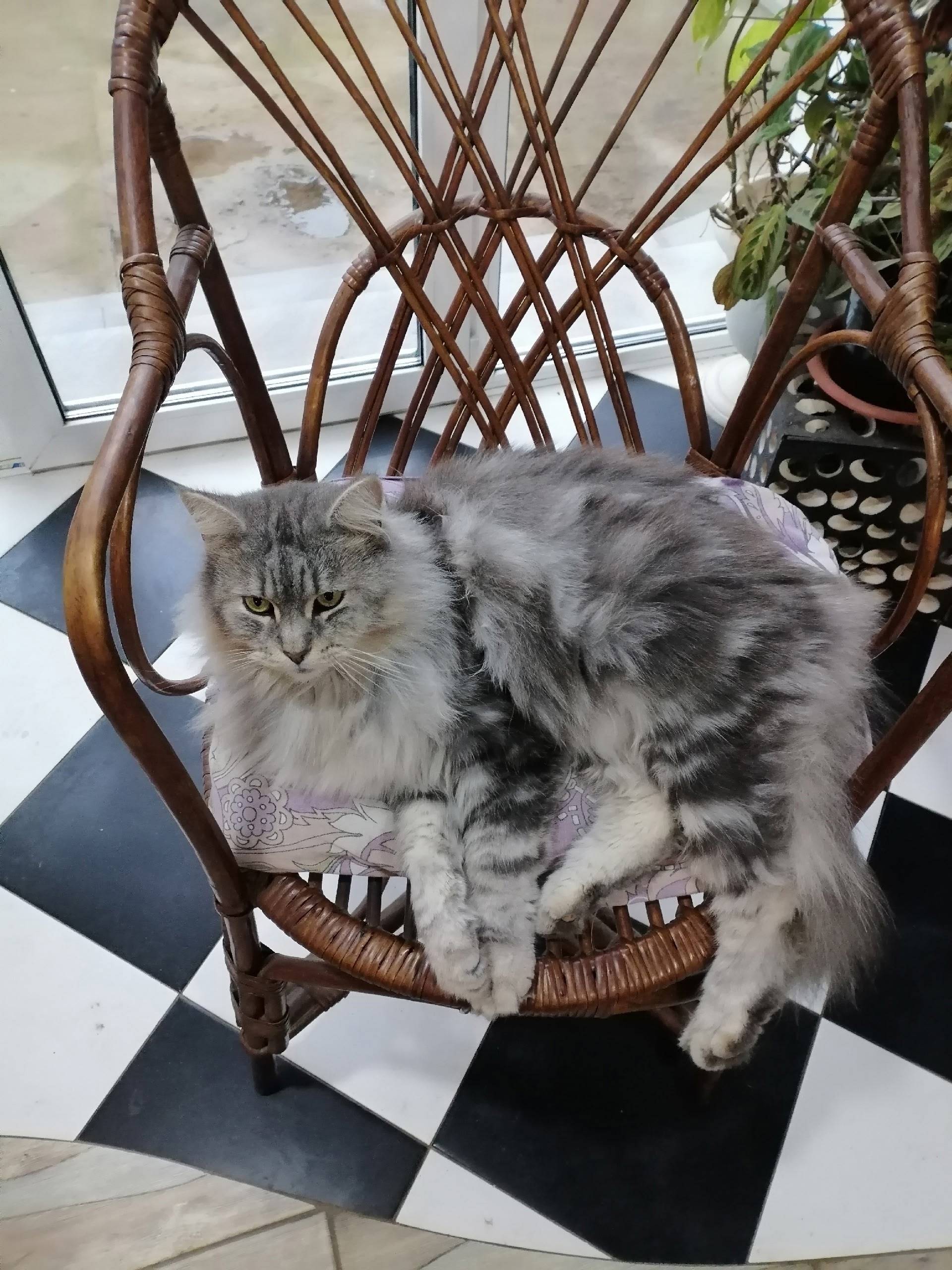 Пропал кот🥺🥺 в районе 8 марта....