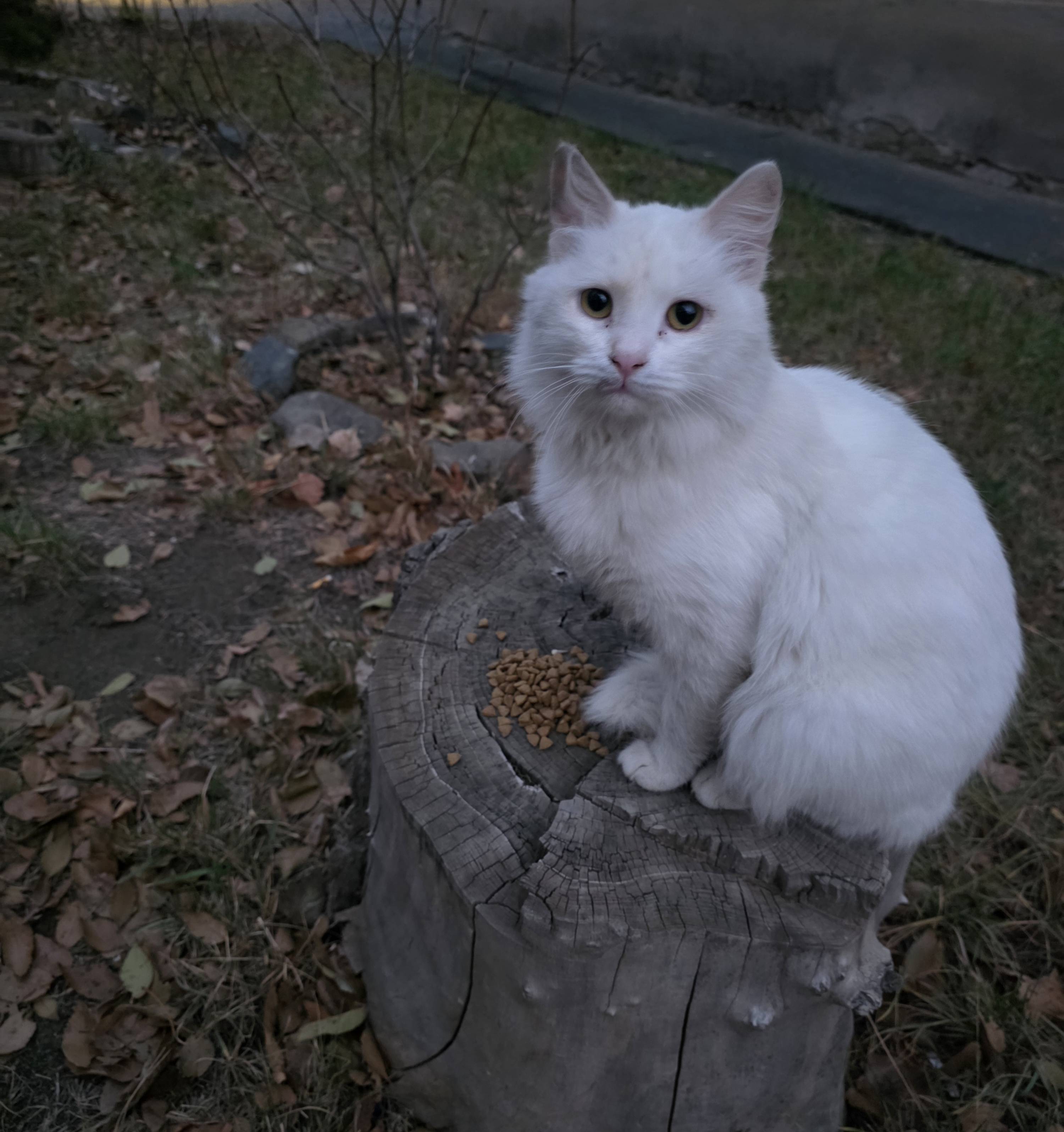 Чей потеряшка?