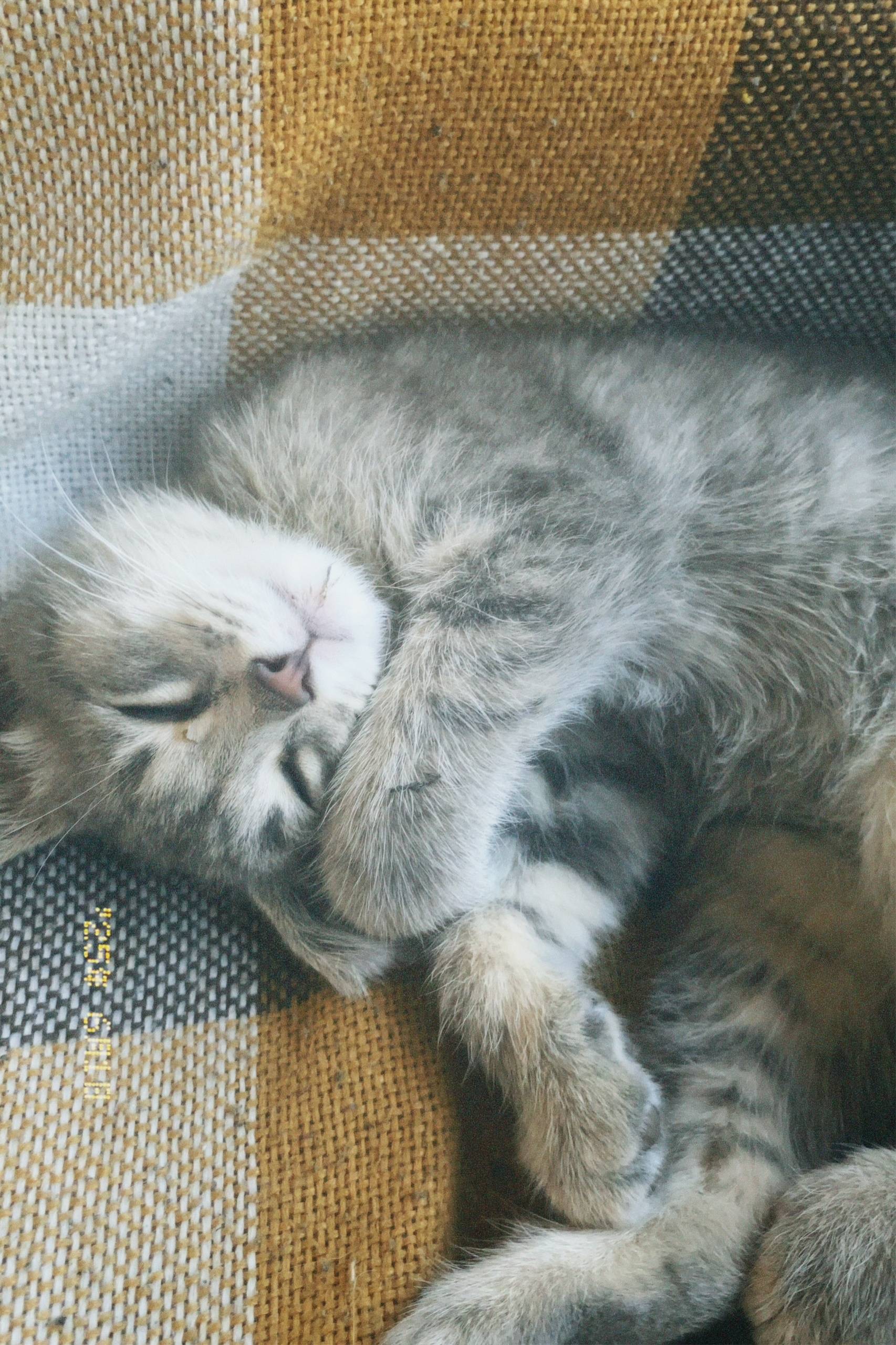 🆘ПРОПАЛ КОТ! Помогите найти ! ...