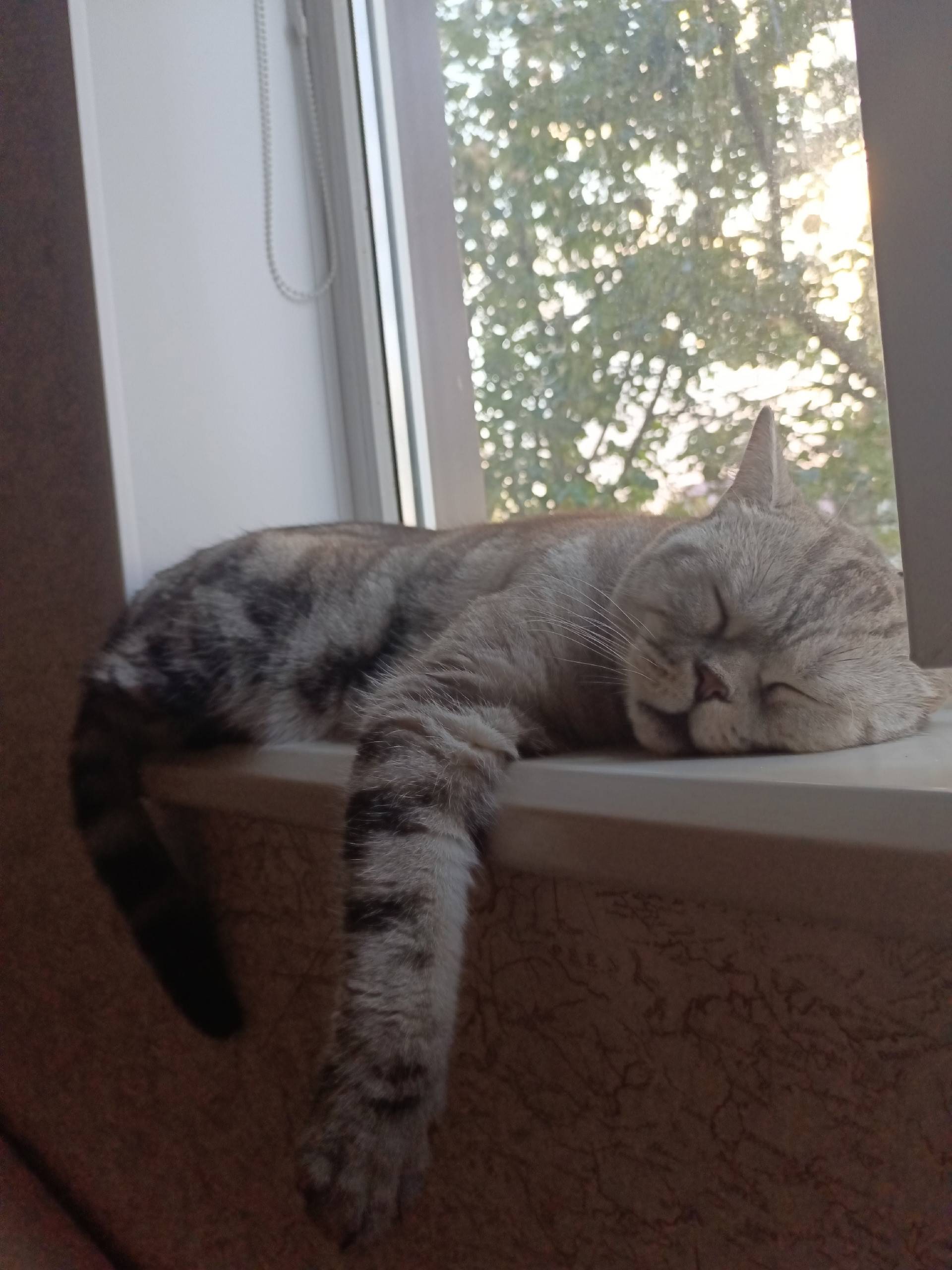 Пропал кот Кузя мраморный шотл...