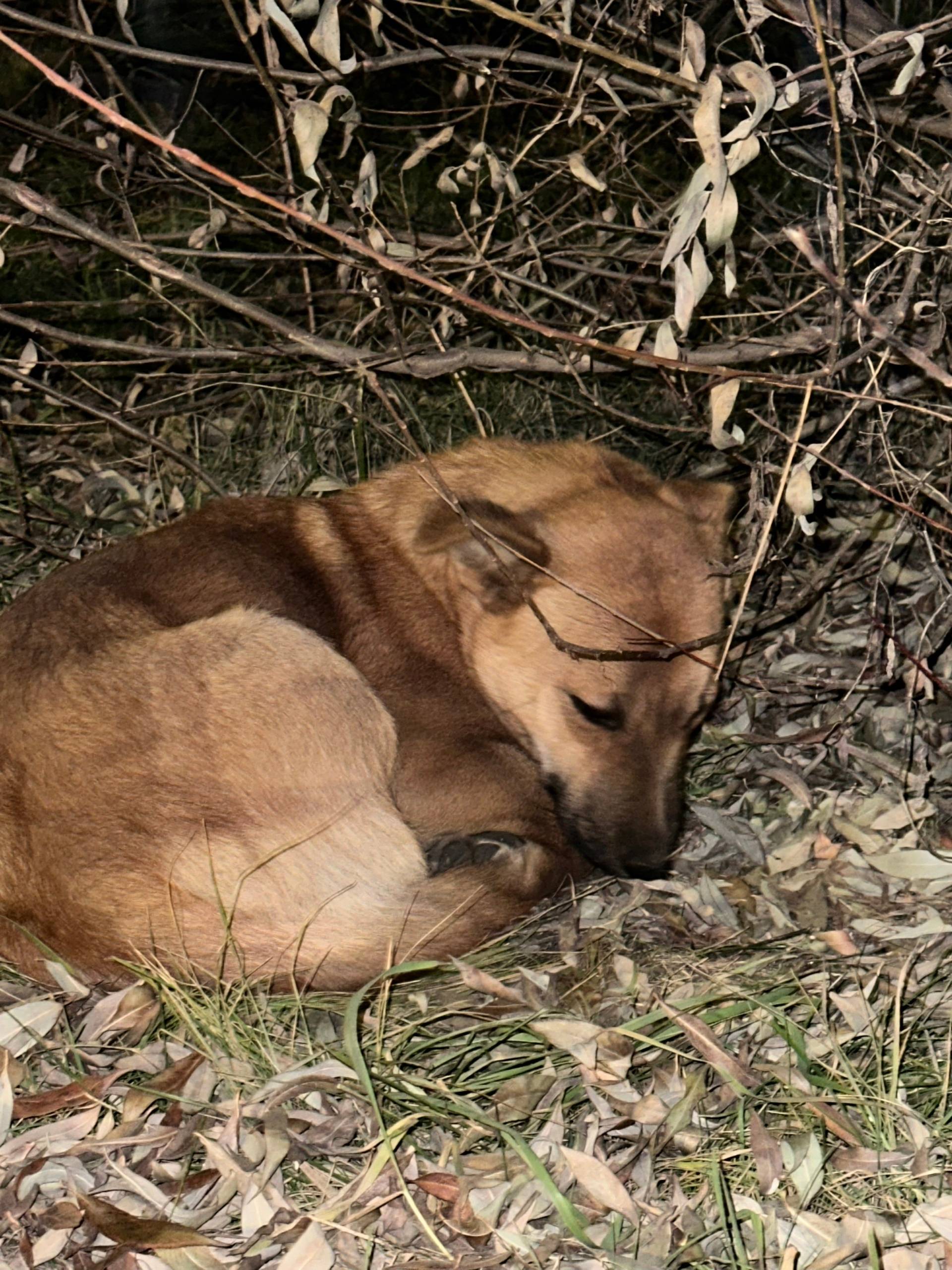Найдена собака в сквере на Взл...