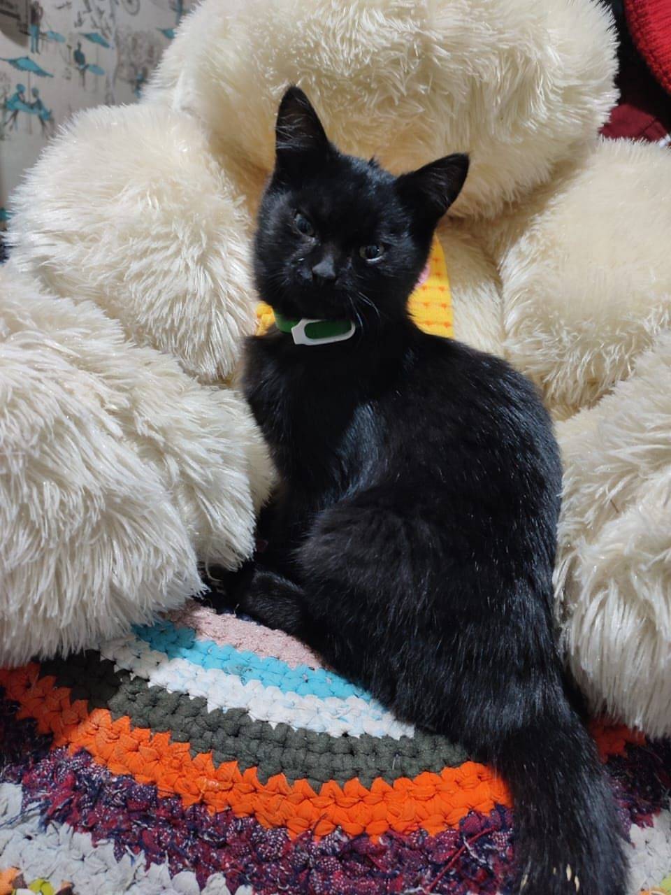 Найден котёнок‼ Алапаевск. Воз...