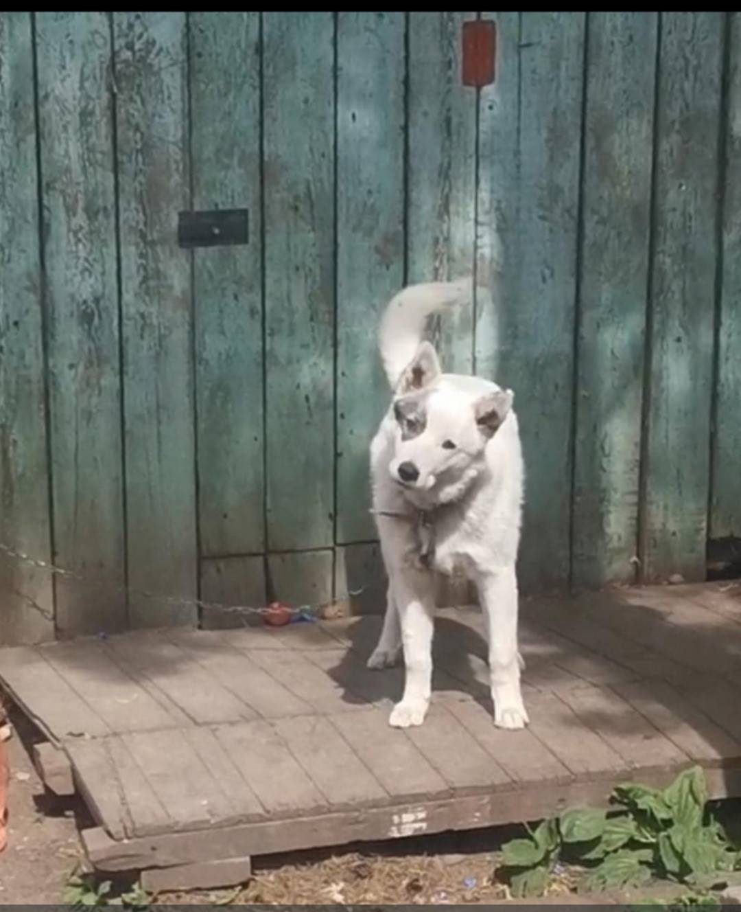 Убежала собака во время прогул...