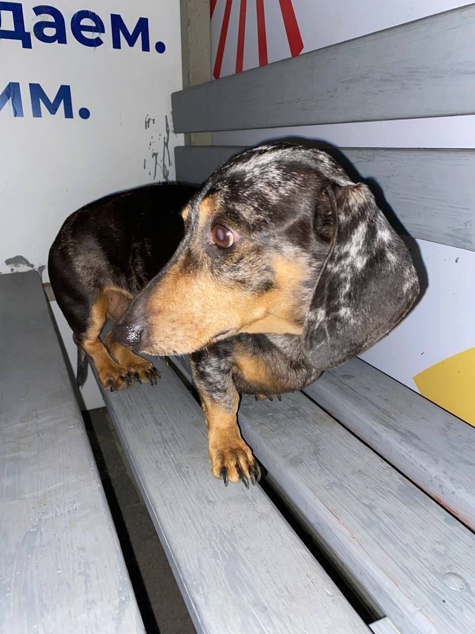 Найдена собака в районе киноте...