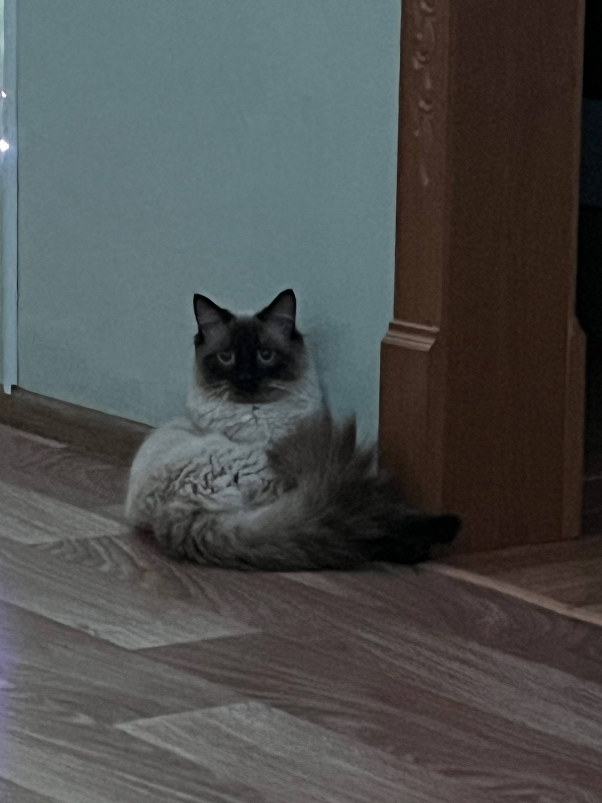 Пропал кот, может кто то видел...