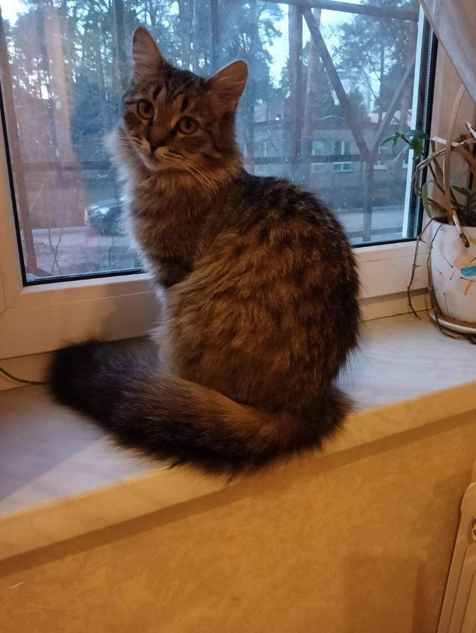 ⚠️ Пропал(а) кошка 📍 Г...