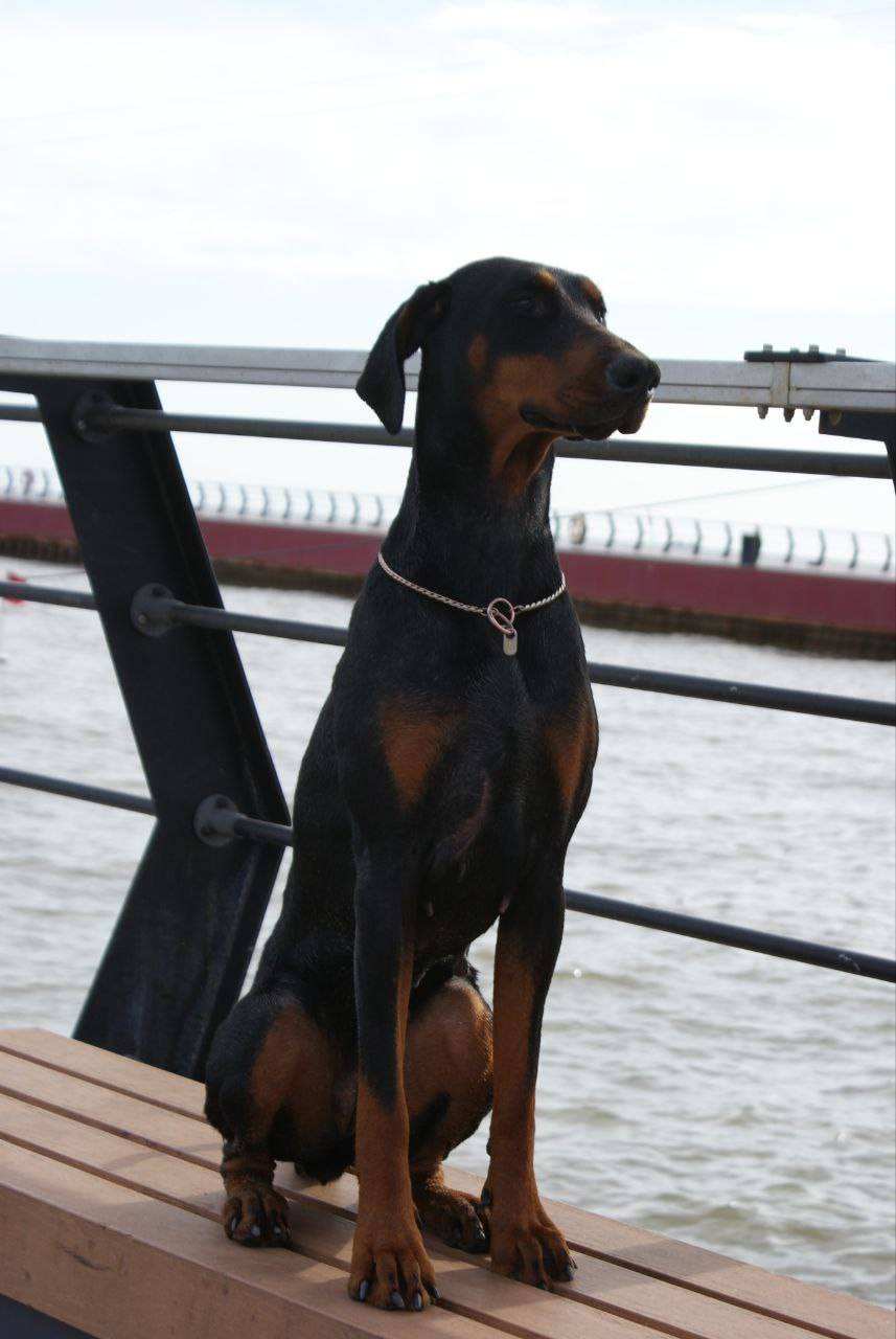 Пропала собака. Порода доберма...