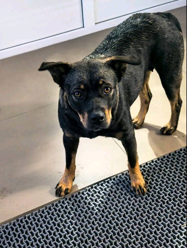 Девочка, несколько дней ходит ...