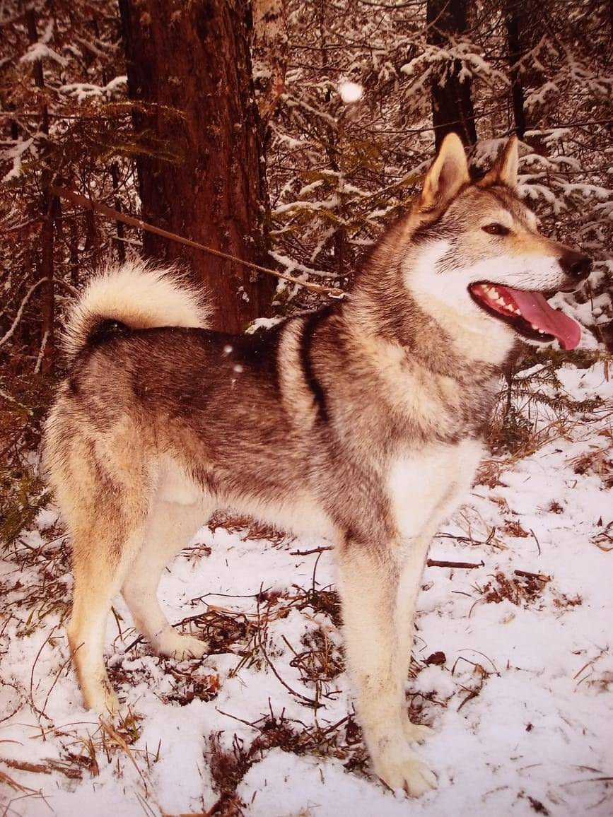 Потерялась собака ,в сторону С...