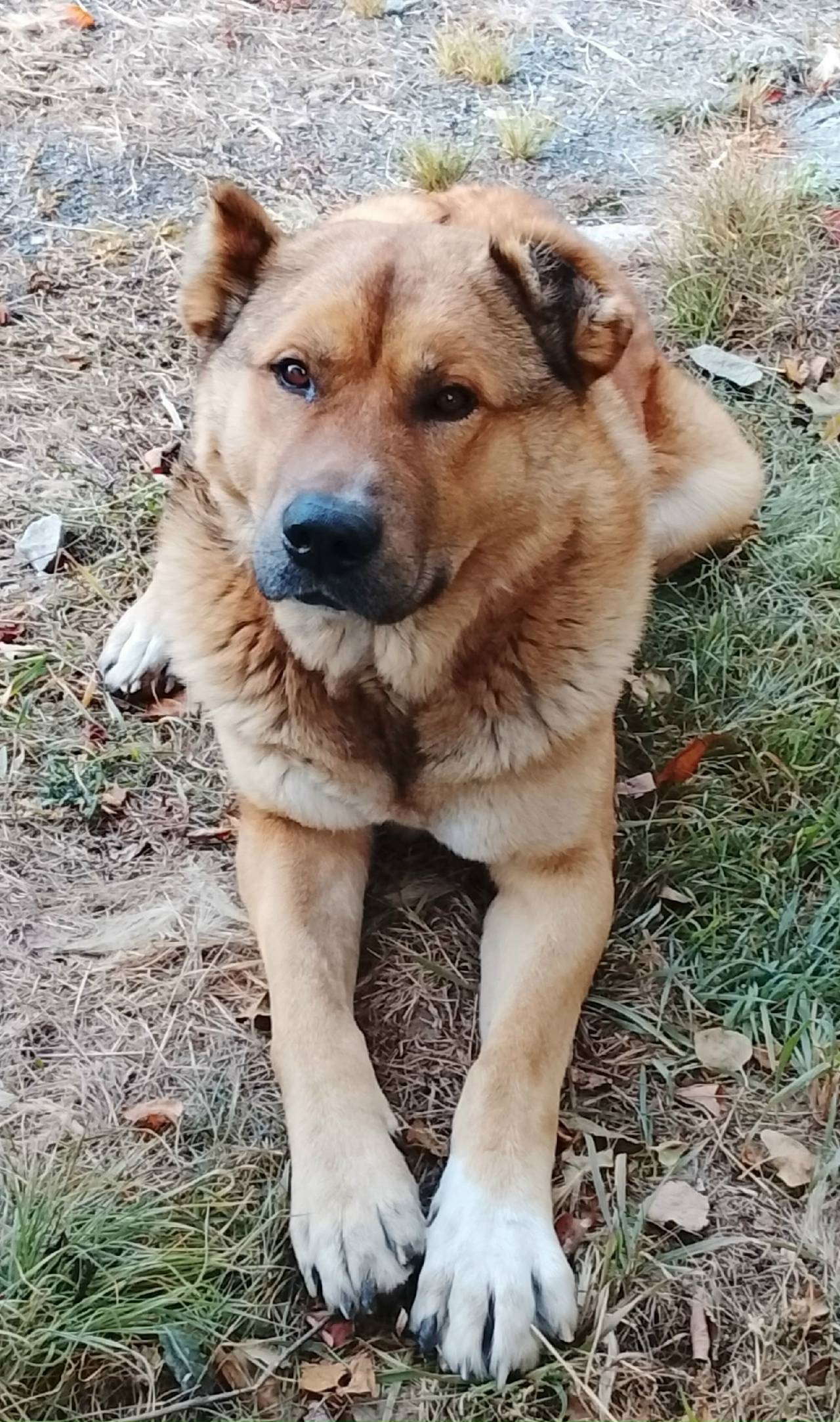 Вот такой красавчик уже третью...