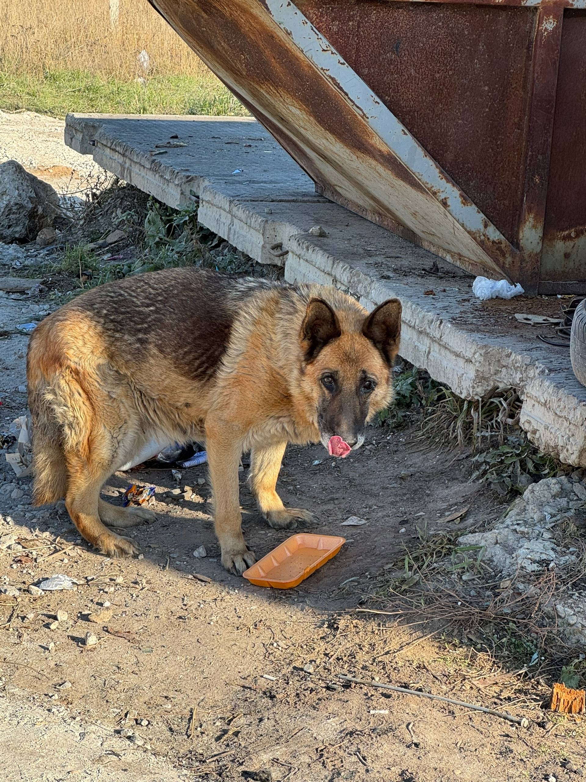 Около помойки по ул. Шишкина в...