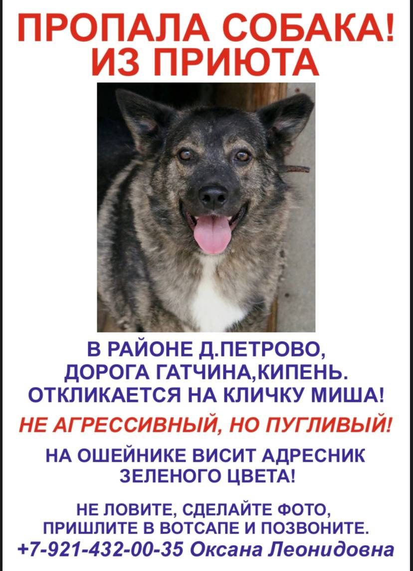 🆘 🆘 🆘 Пропала собака. Помогите...
