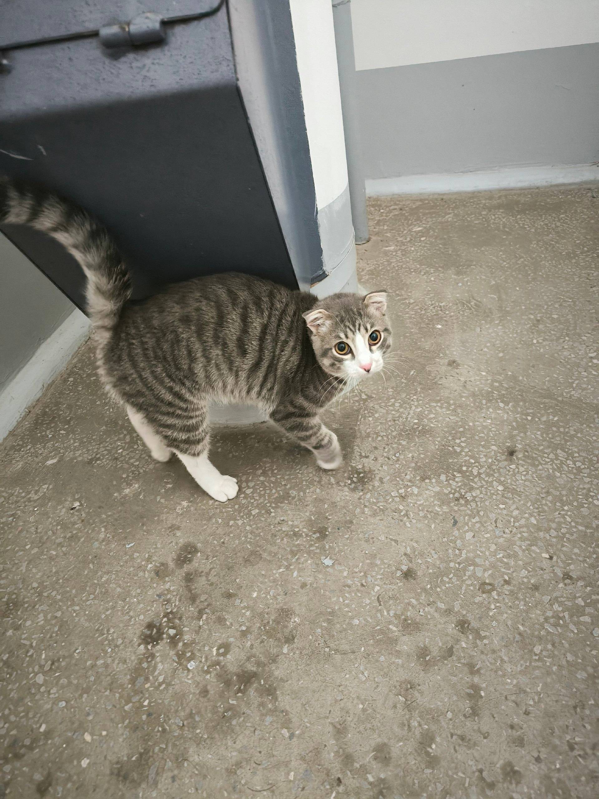 Найден кот на Шумакова 61, сид...