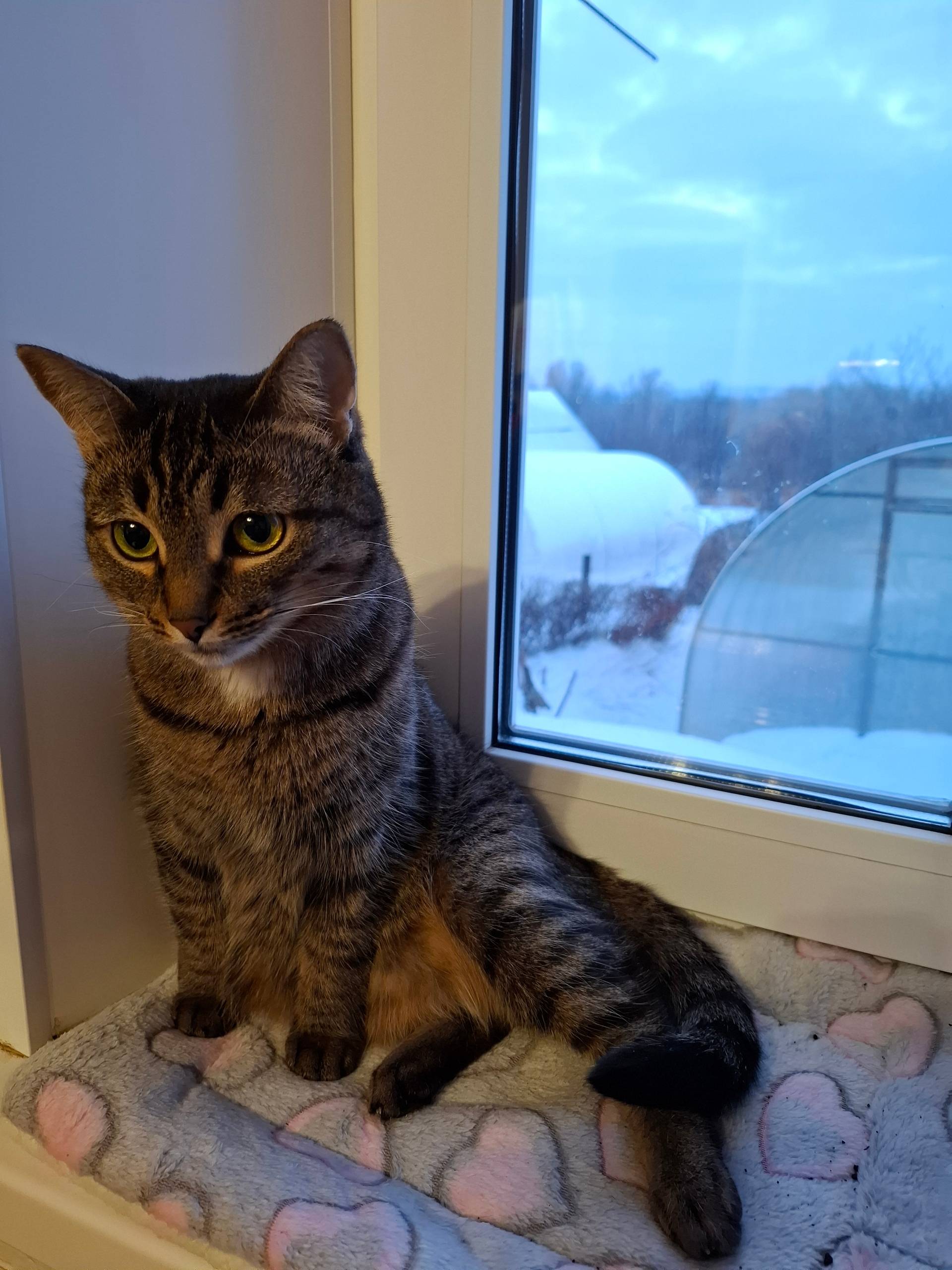 Пропала кошка в районе Князево...