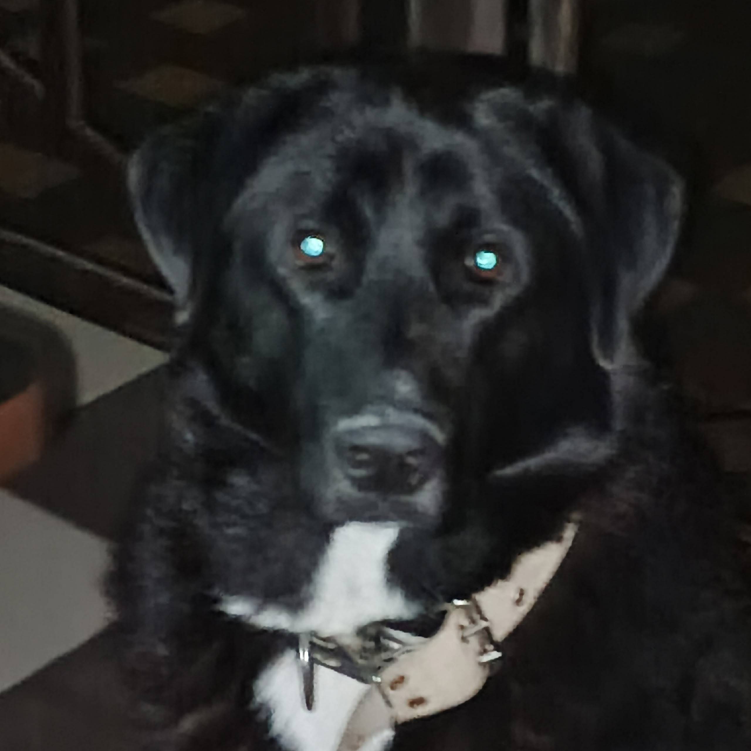 Потерялся пес, в районе Адмира...