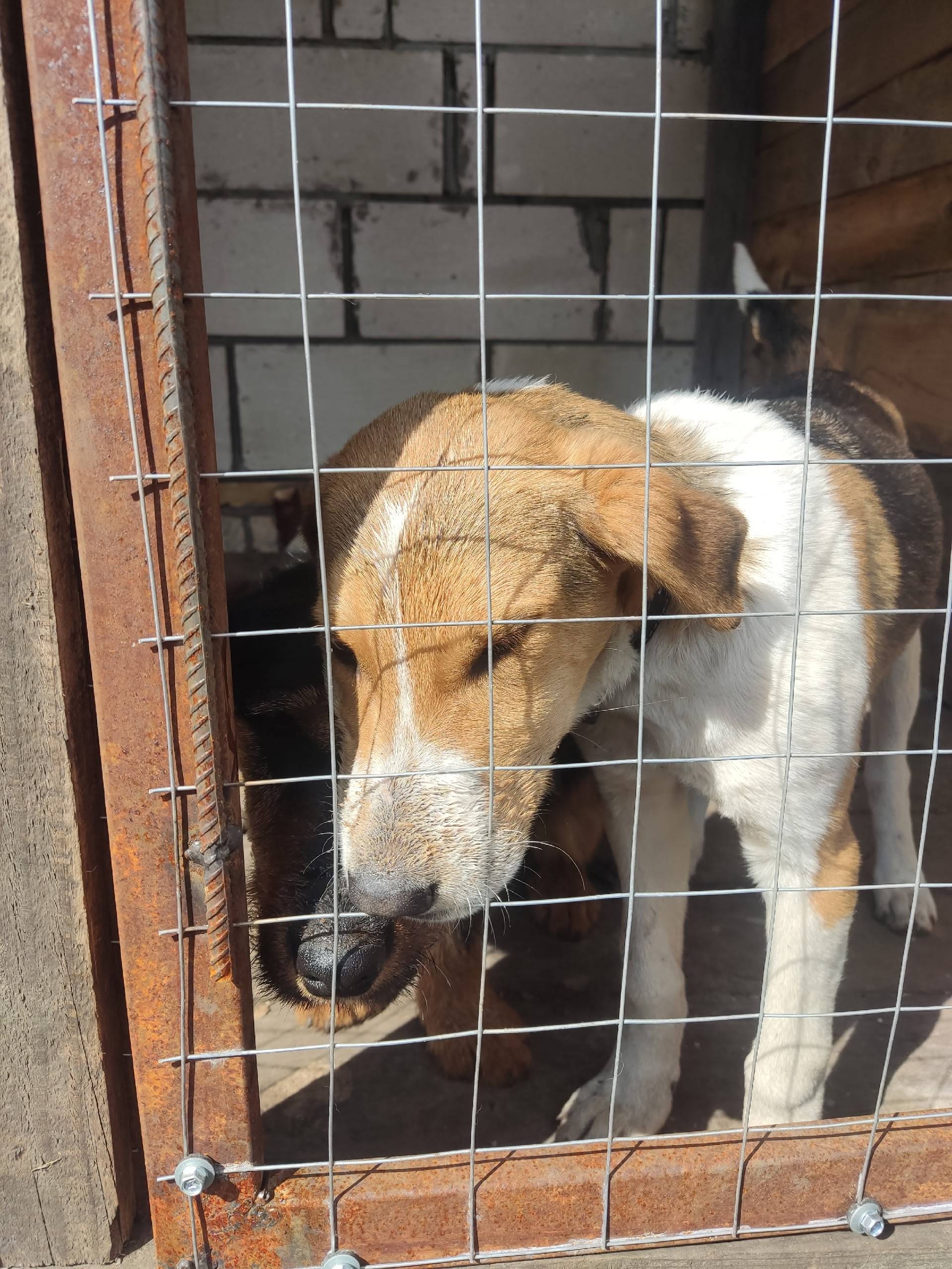 Потерялась собака зелёный ошей...