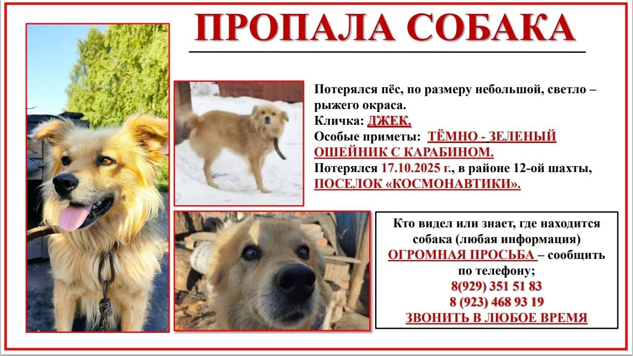 ПРОПАЛА СОБАКА Потерялся пес, ...