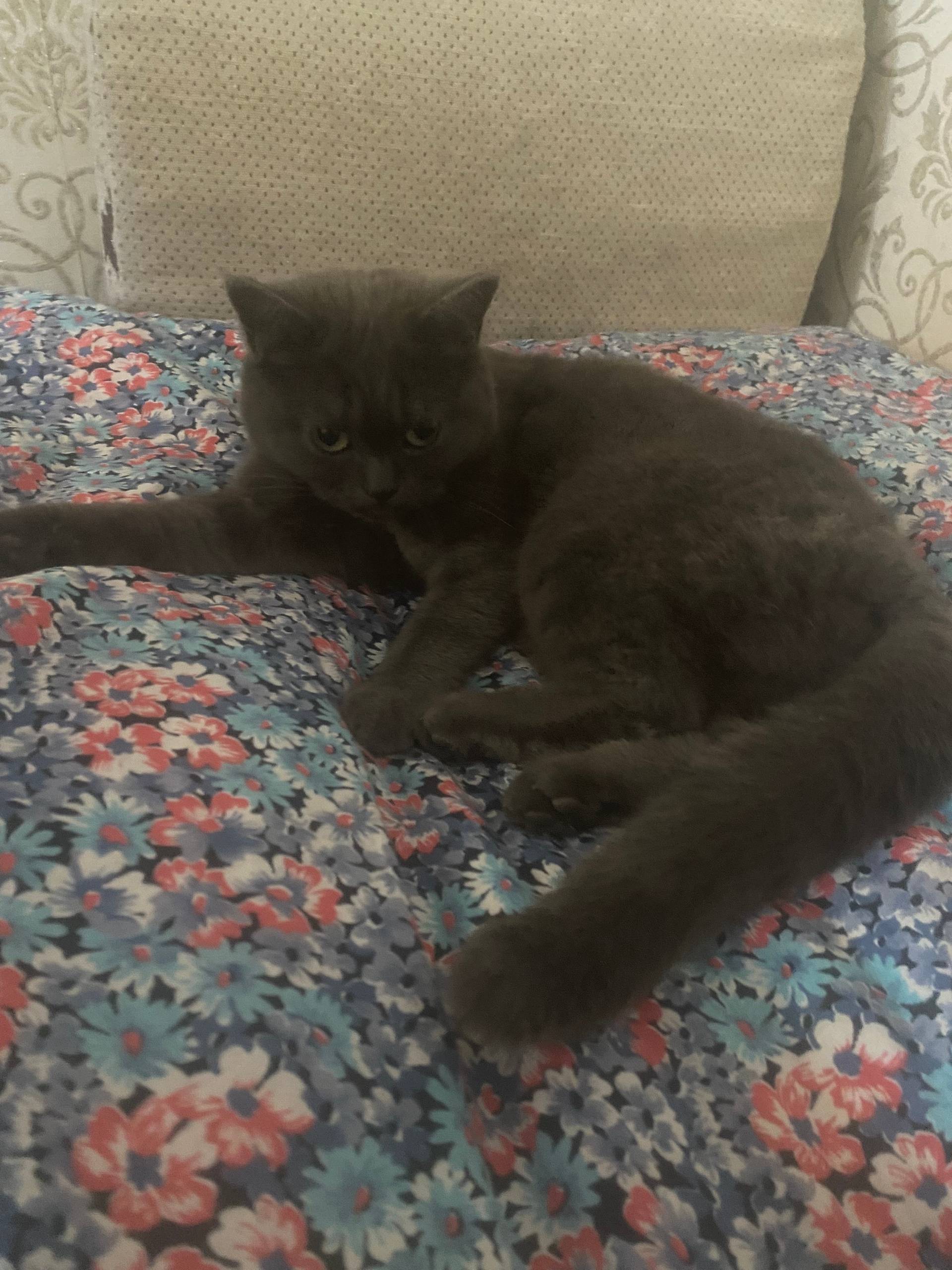 29 октября была найдена кошка ...