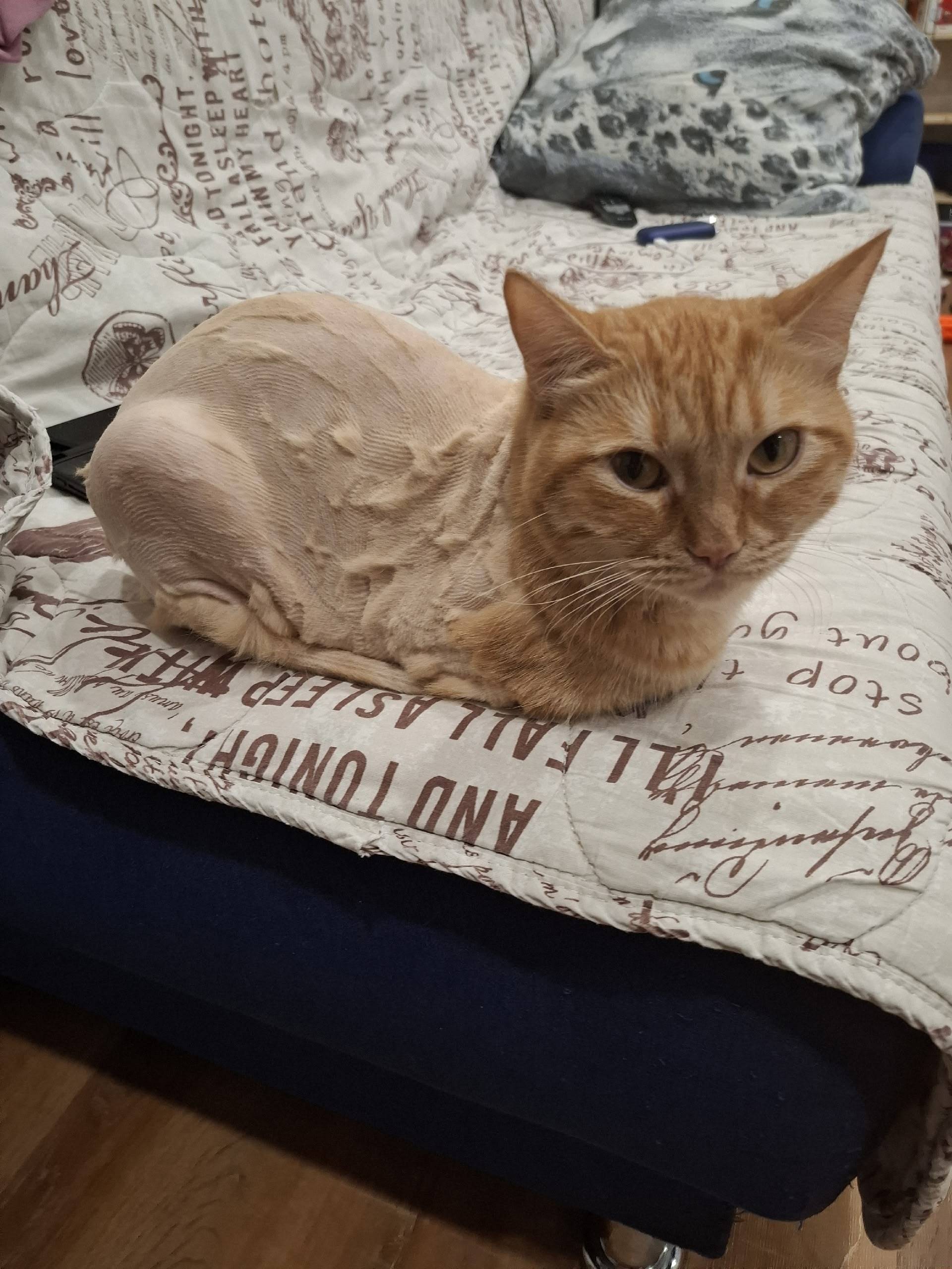 Пропал кот, возраст 1 год, 2.....