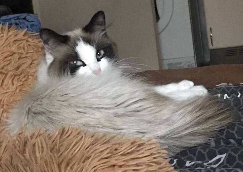 Потерялась кошка!!! Откликаетс...