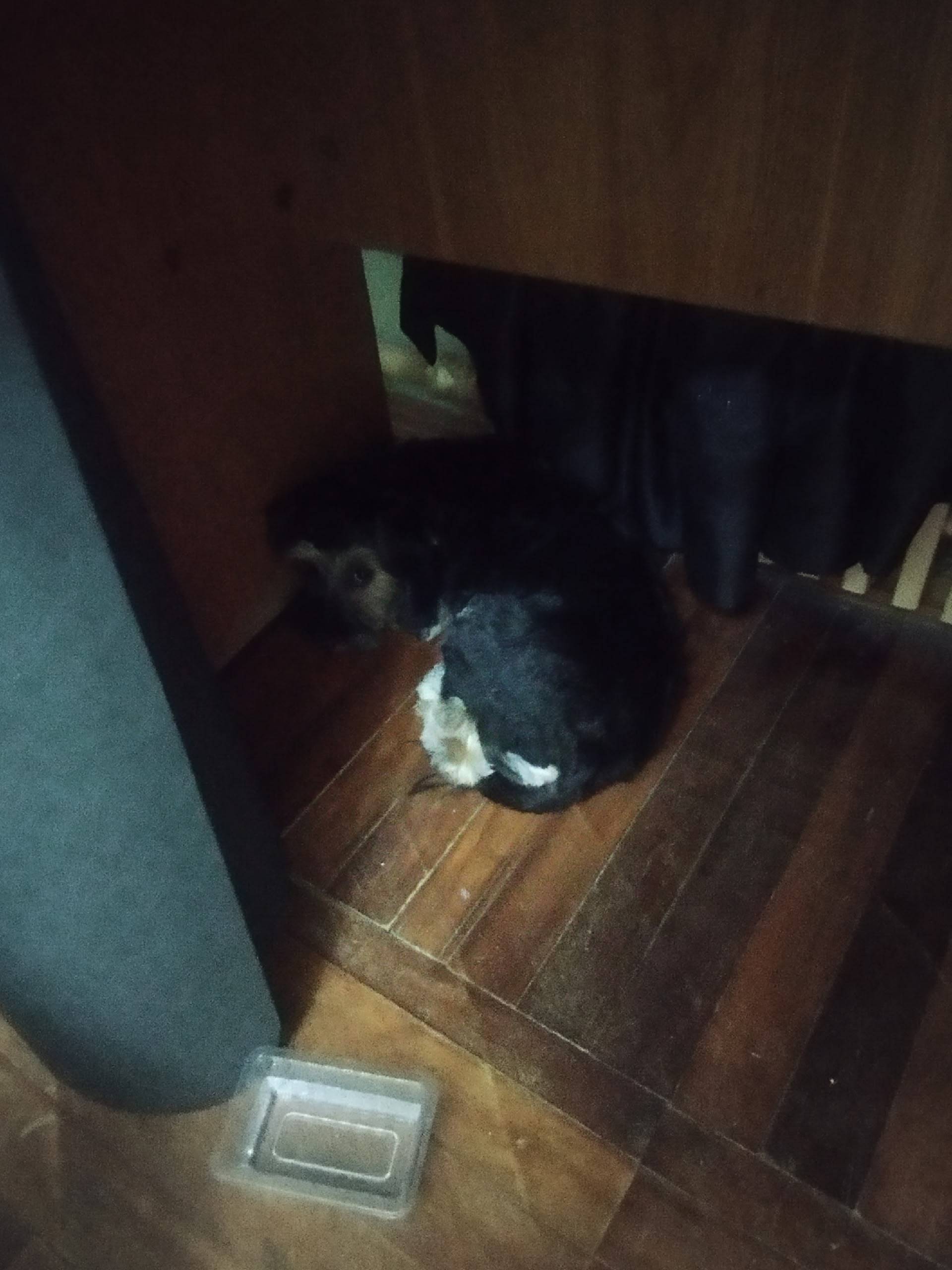 Добрый вечер.., сбежала собака...