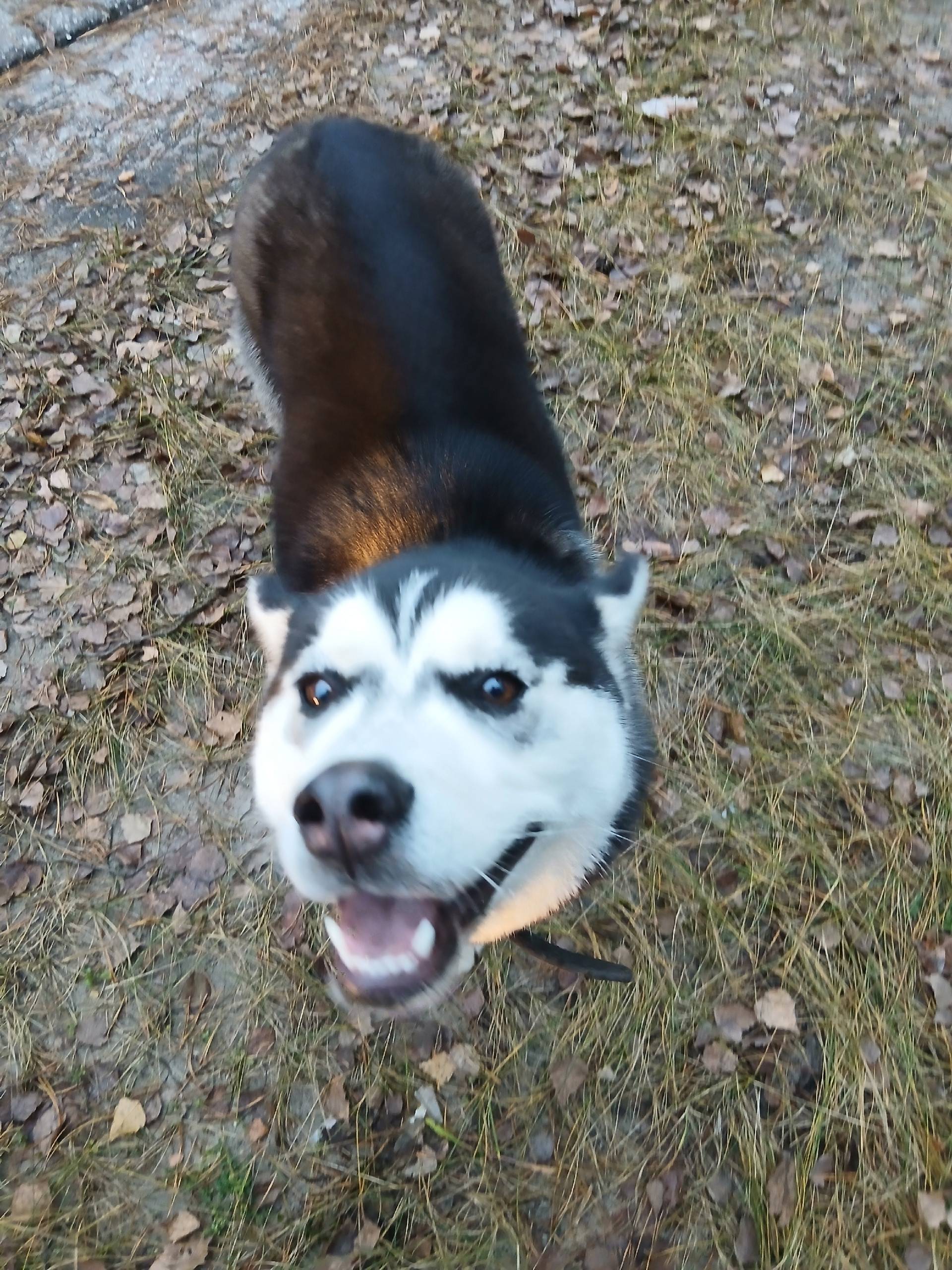 Найдена хаски! Есть ошейник. С...