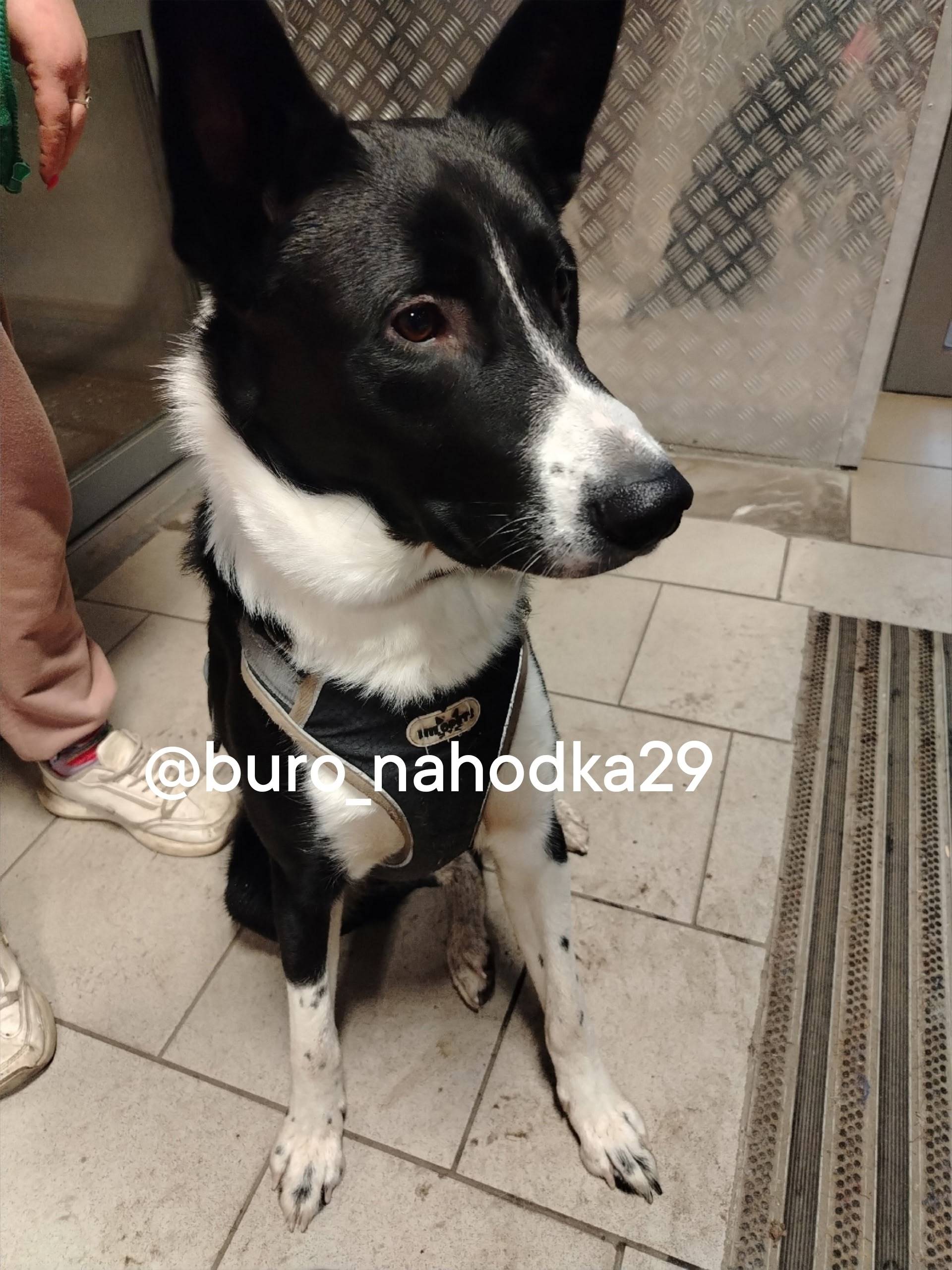 Найден пёсик в магазине по адр...