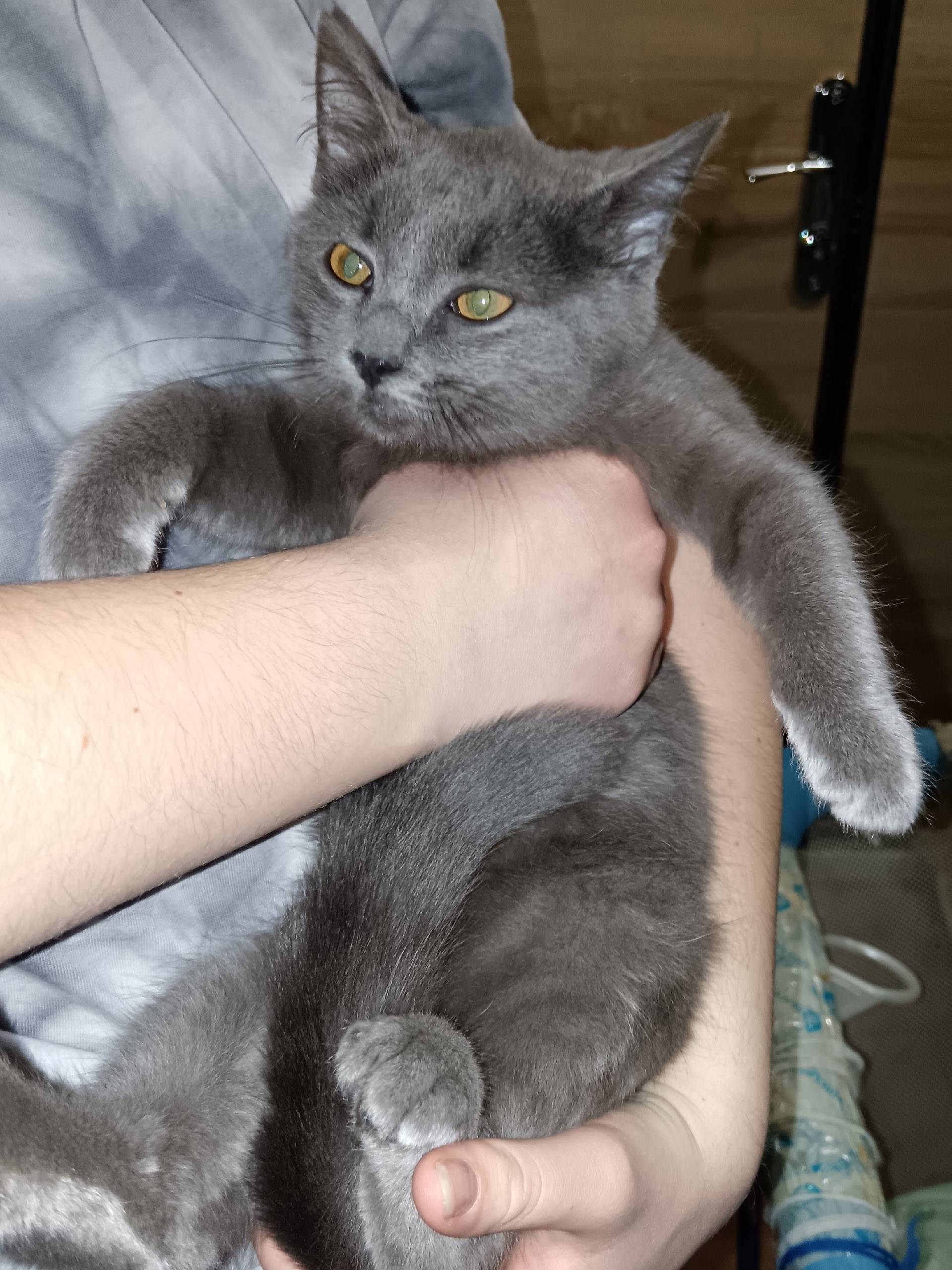 Найден котенок, девочка. Полоц...