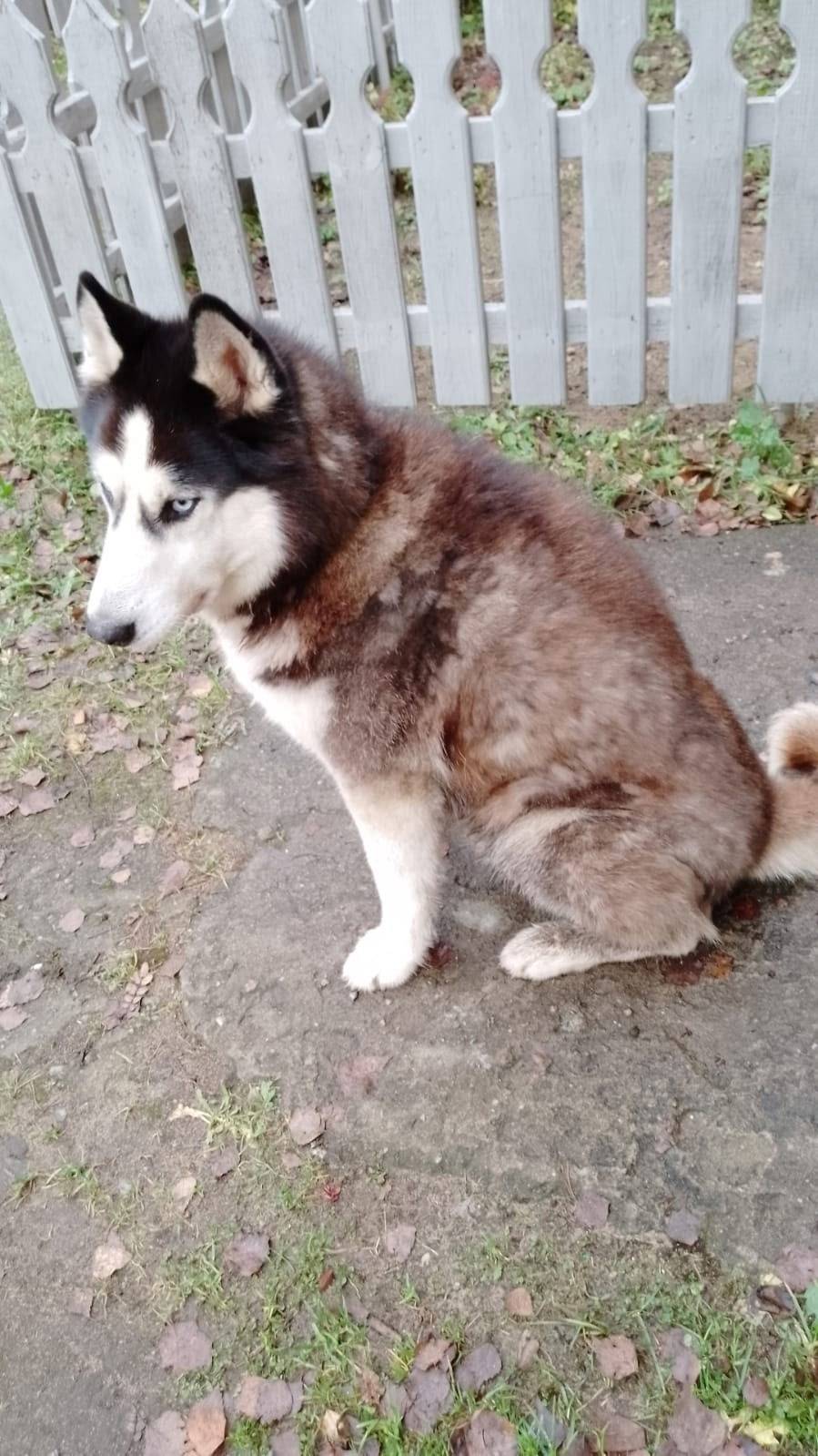 Пропала собака, кличка "Сэм", ...