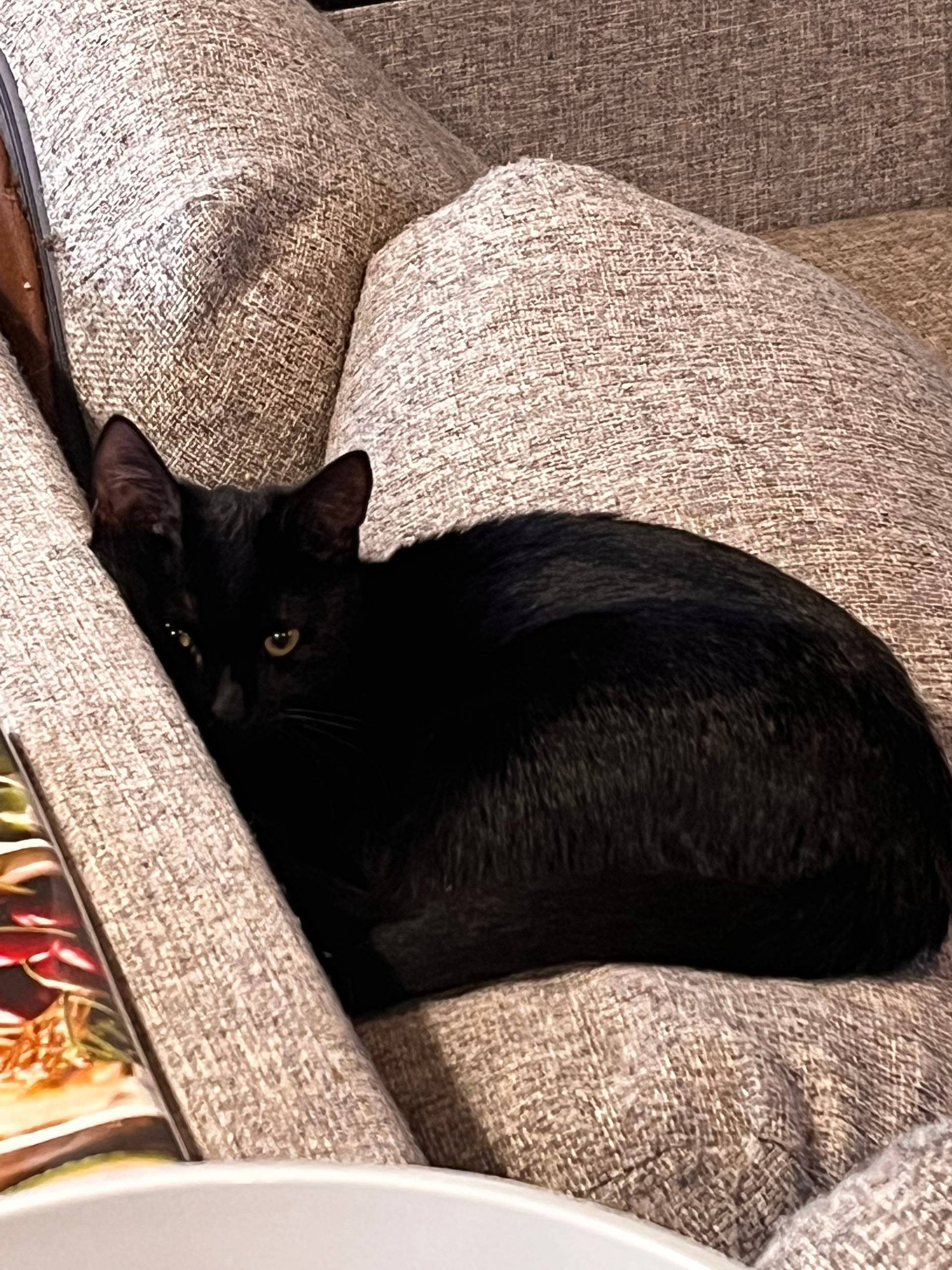 Пропал котенок, на Заречной Мо...