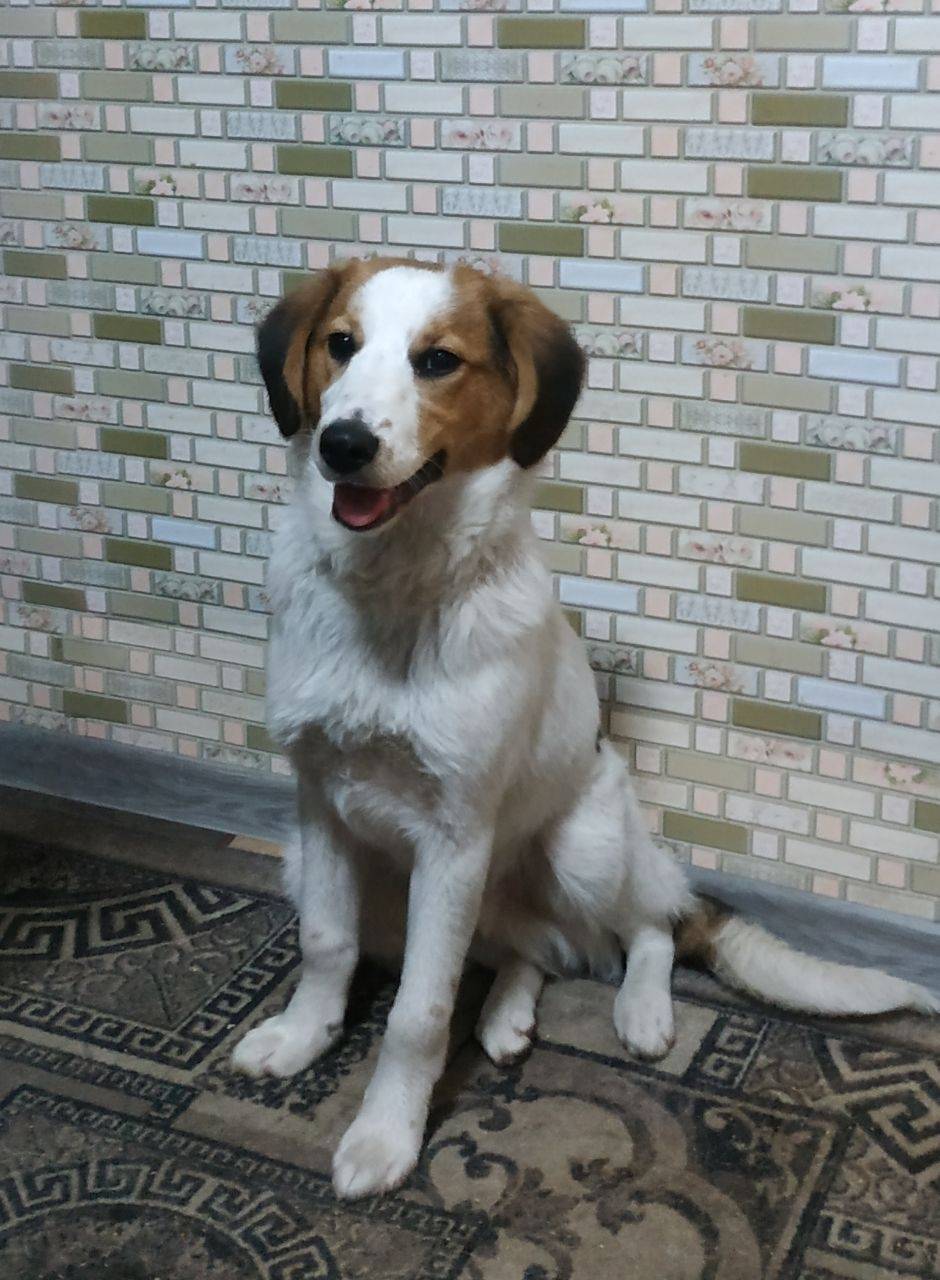 Найден пес, на улице Волчанско...