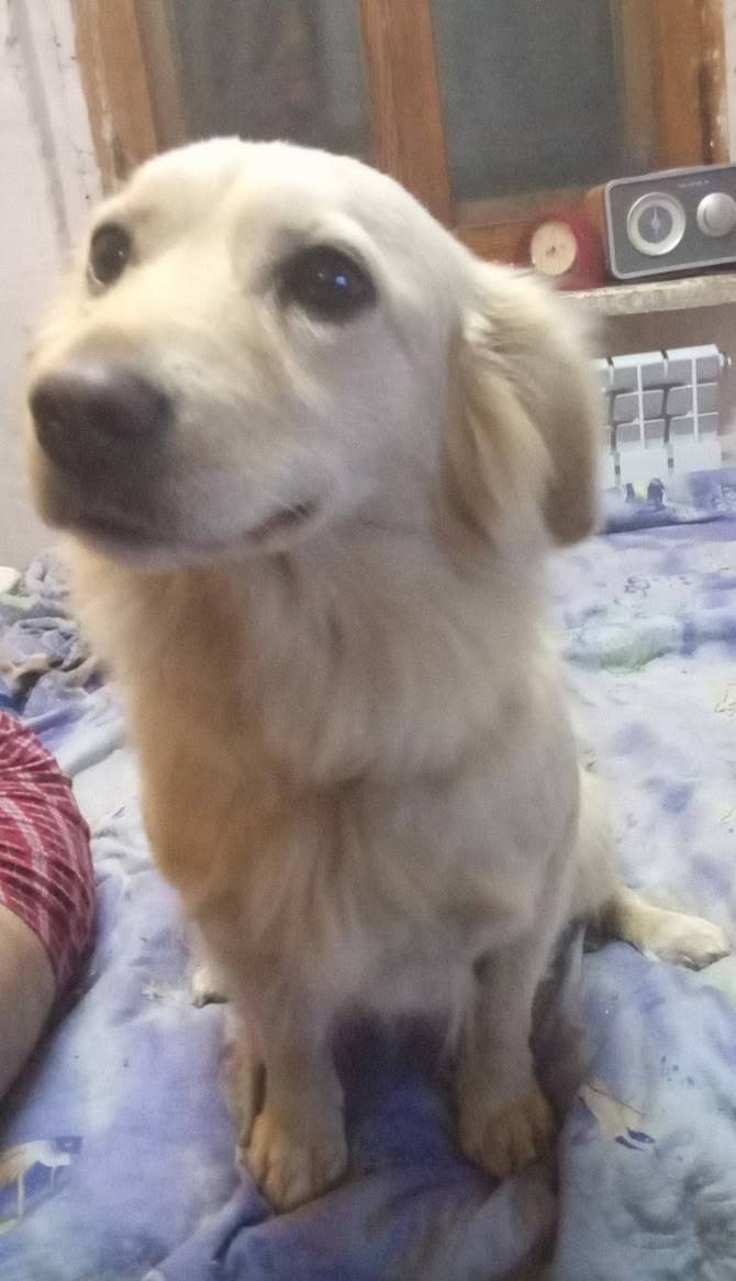 Найдена собачка, девочка, моло...