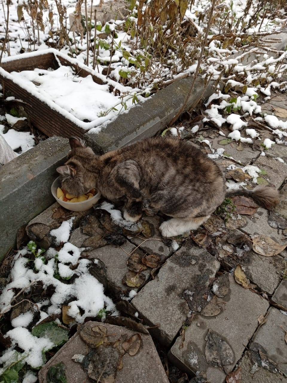 В районе Колупаевки найдена ко...