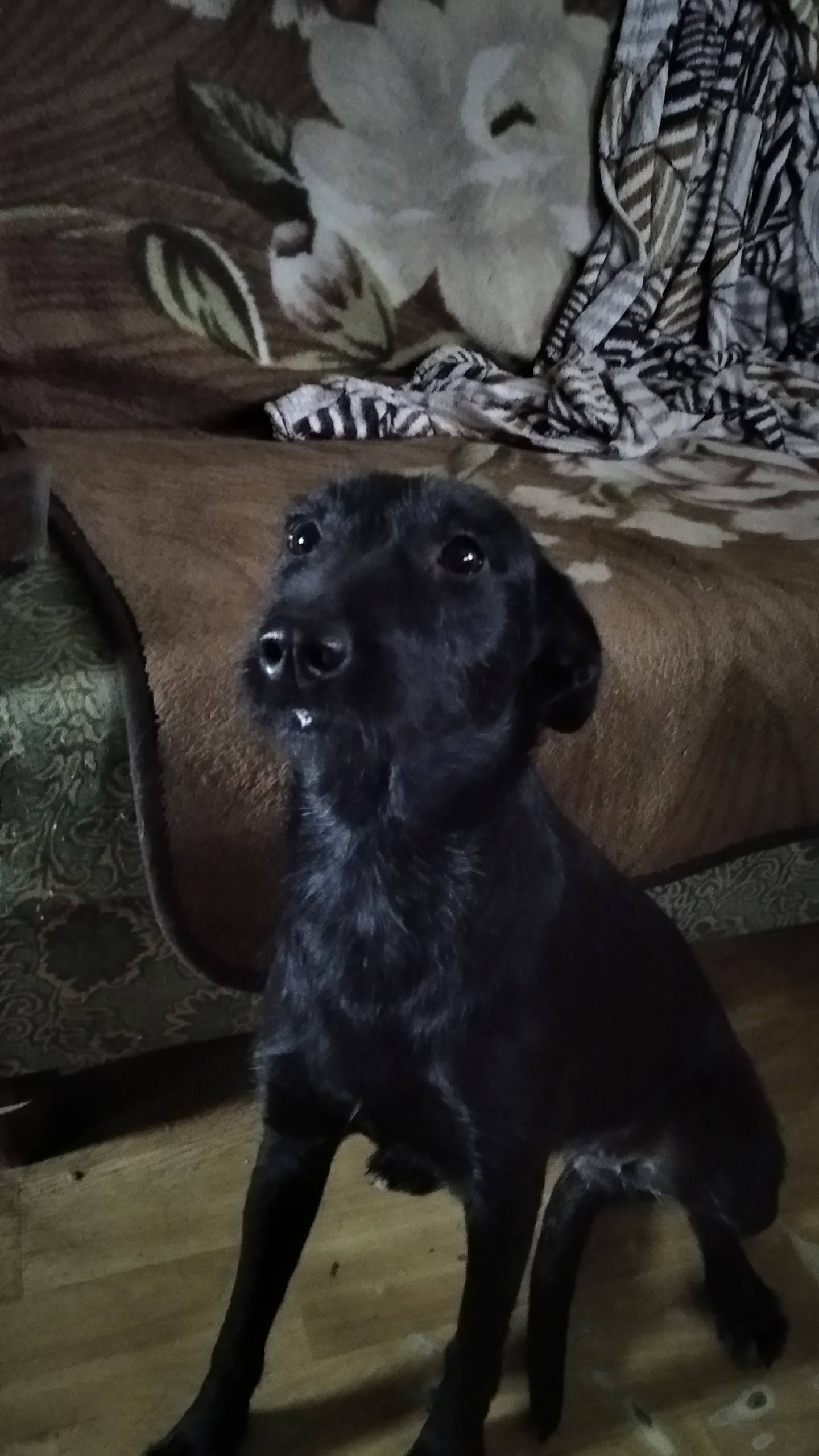 ‼️‼️‼️‼️ Пропала собака 4 нояб...